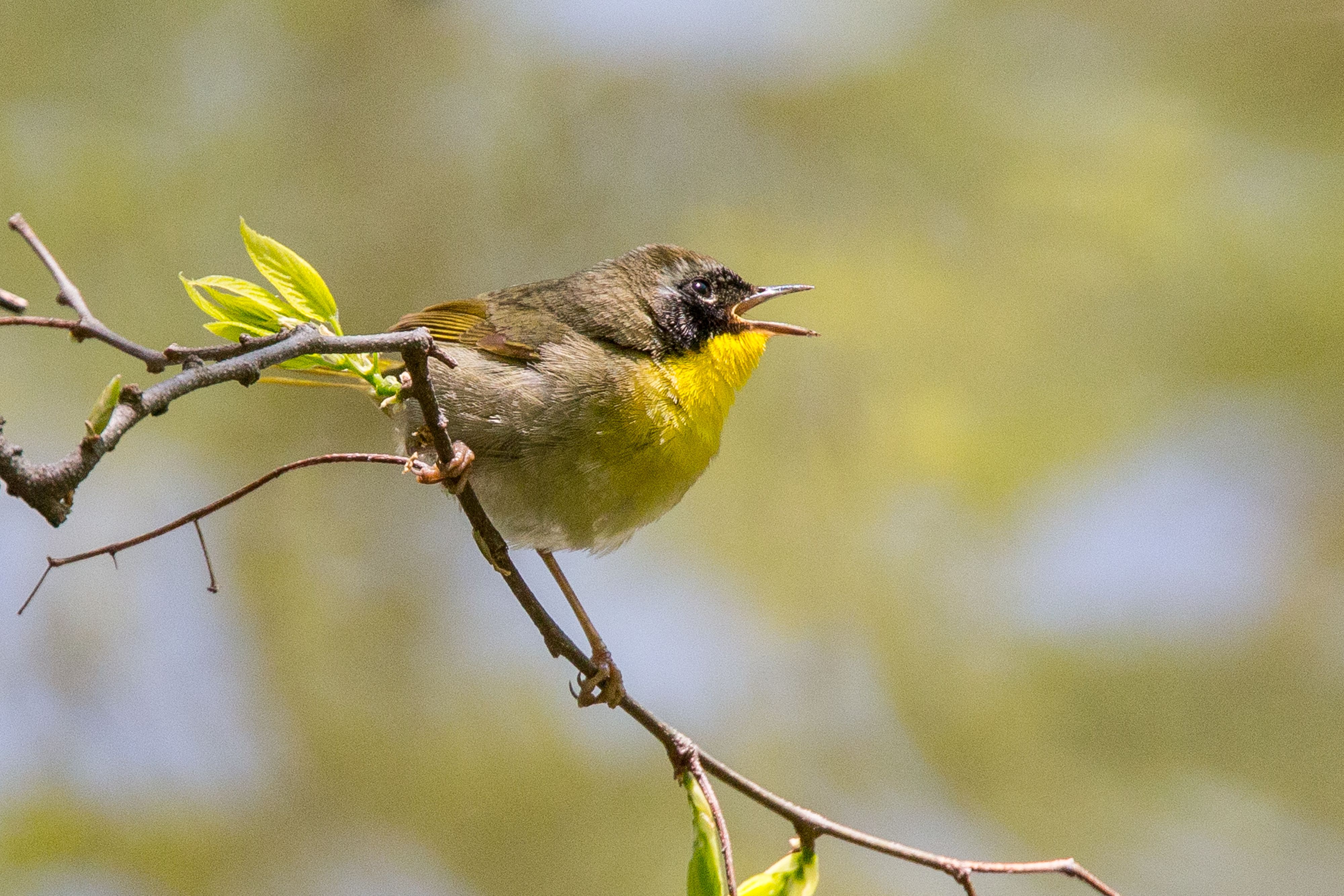 Common Yellowthroat-9.jpg