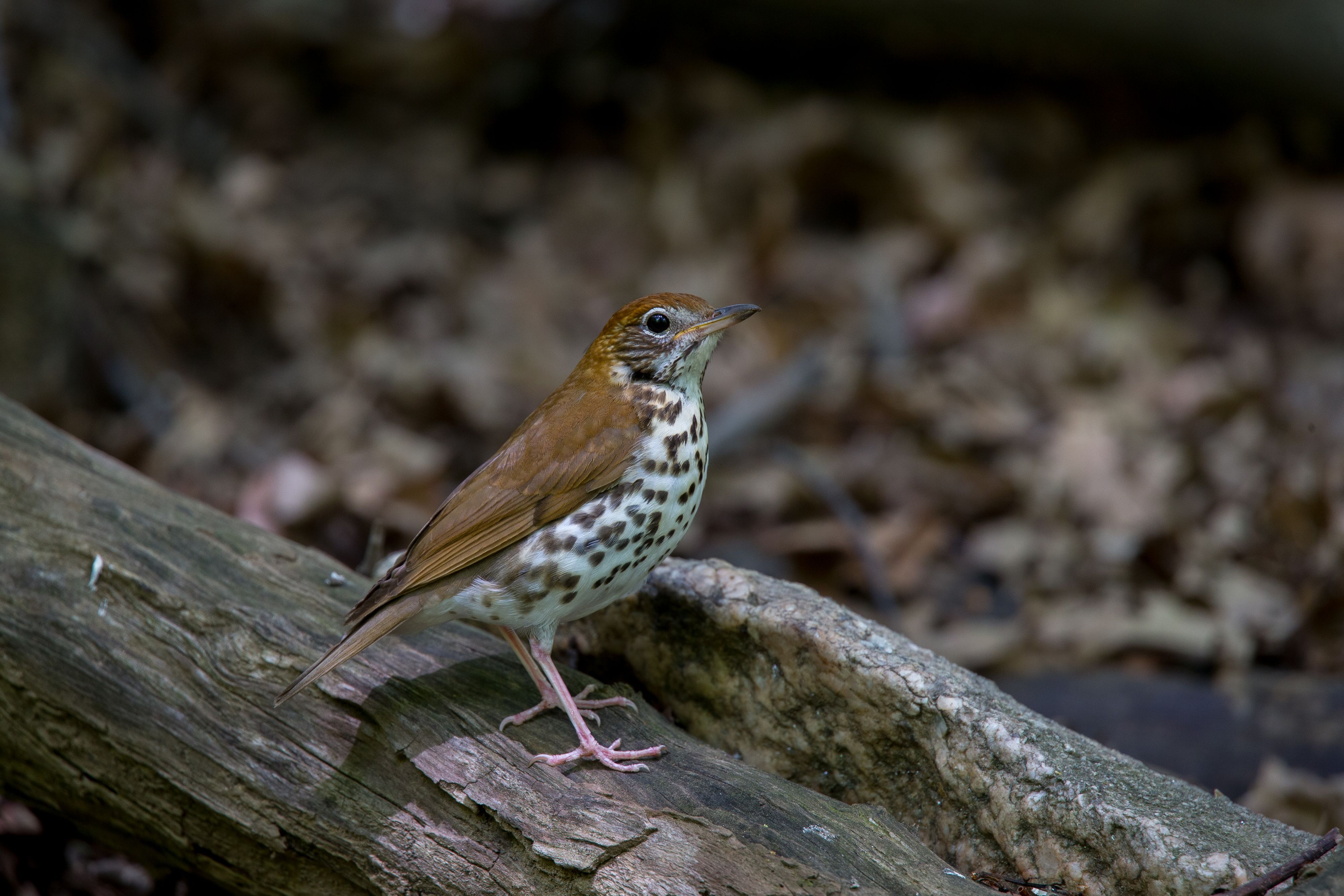 Wood Thrush.jpg