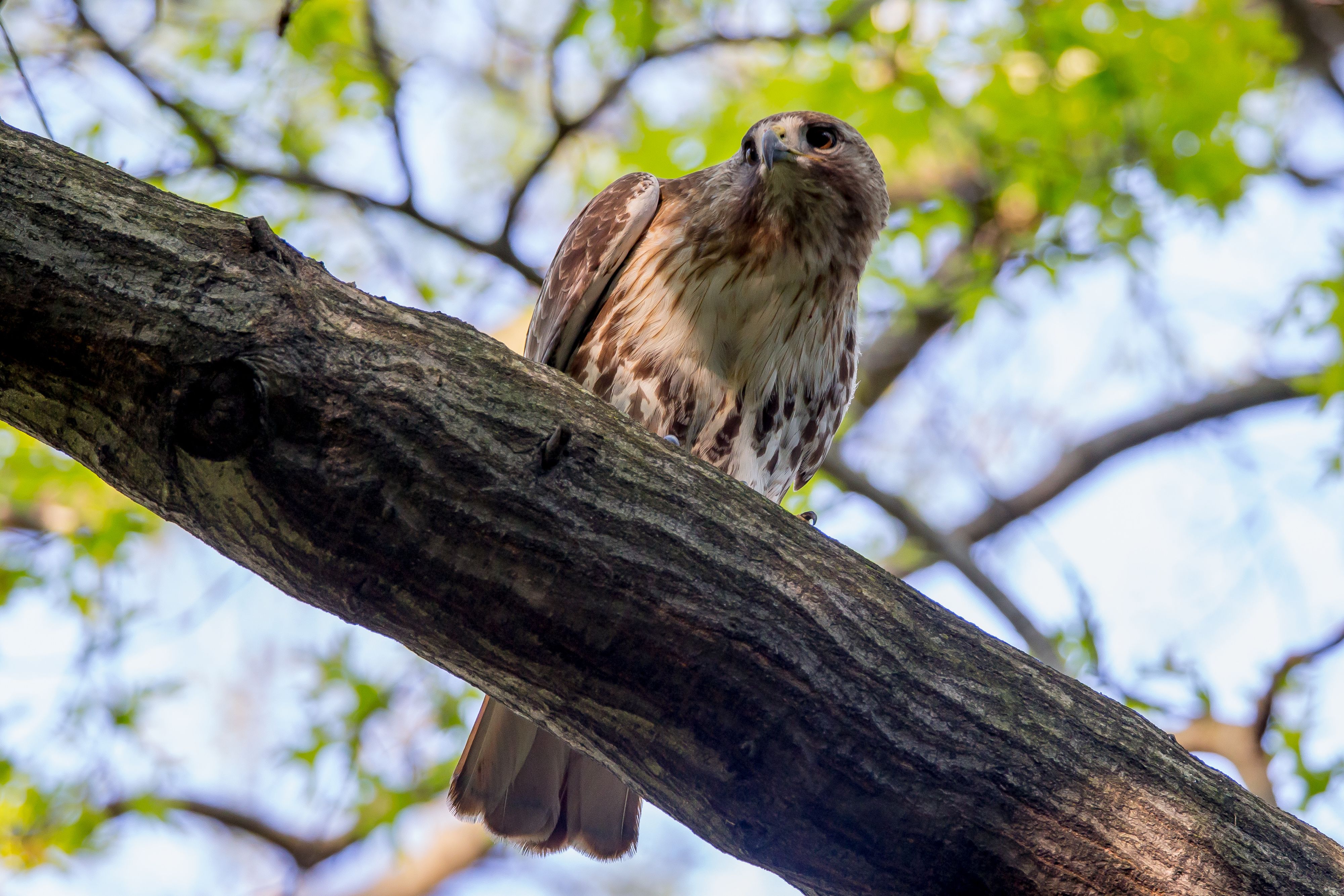 Red-Tailed hawk-5.jpg