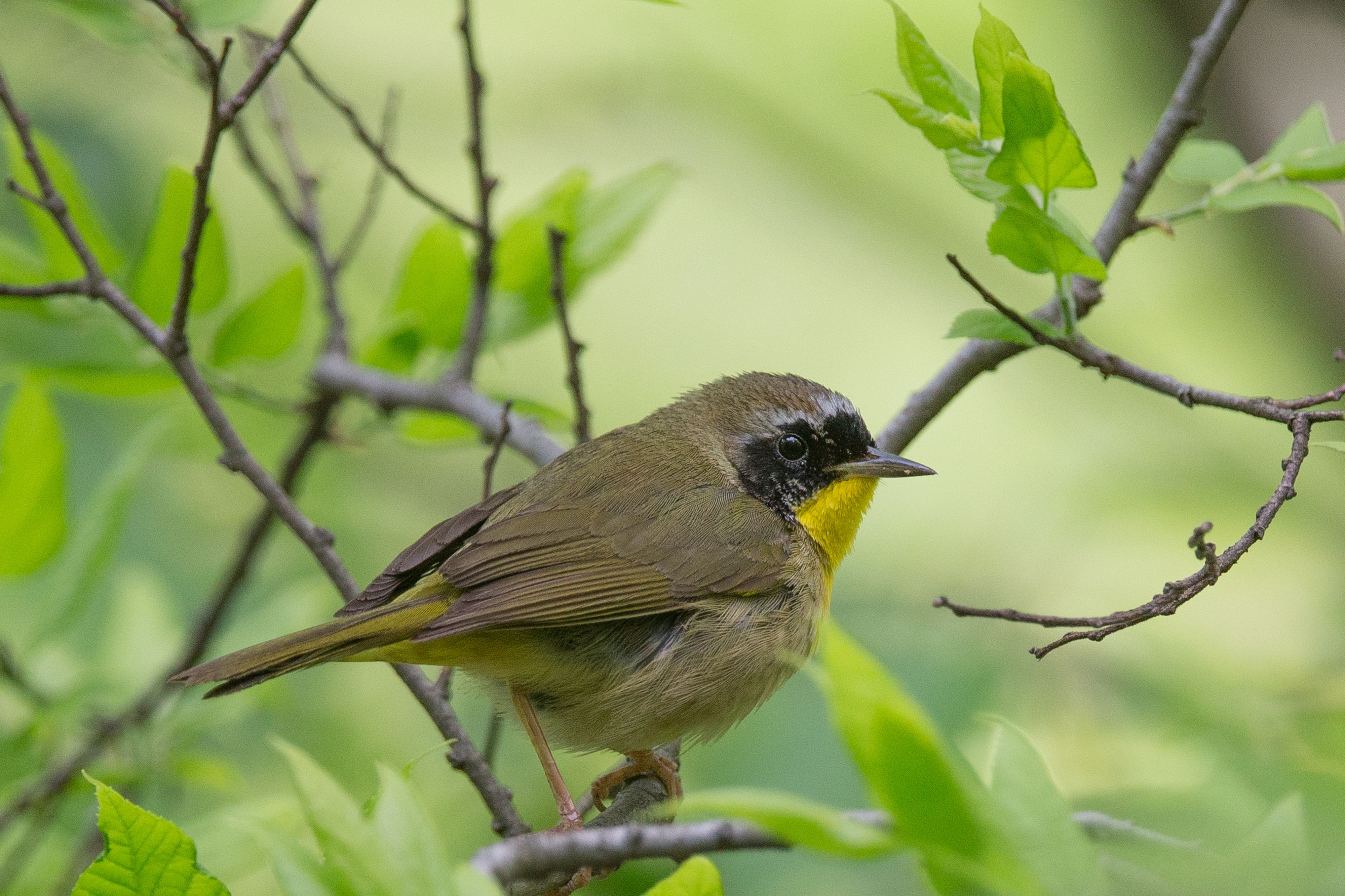Common Yellowthroat-12.jpg