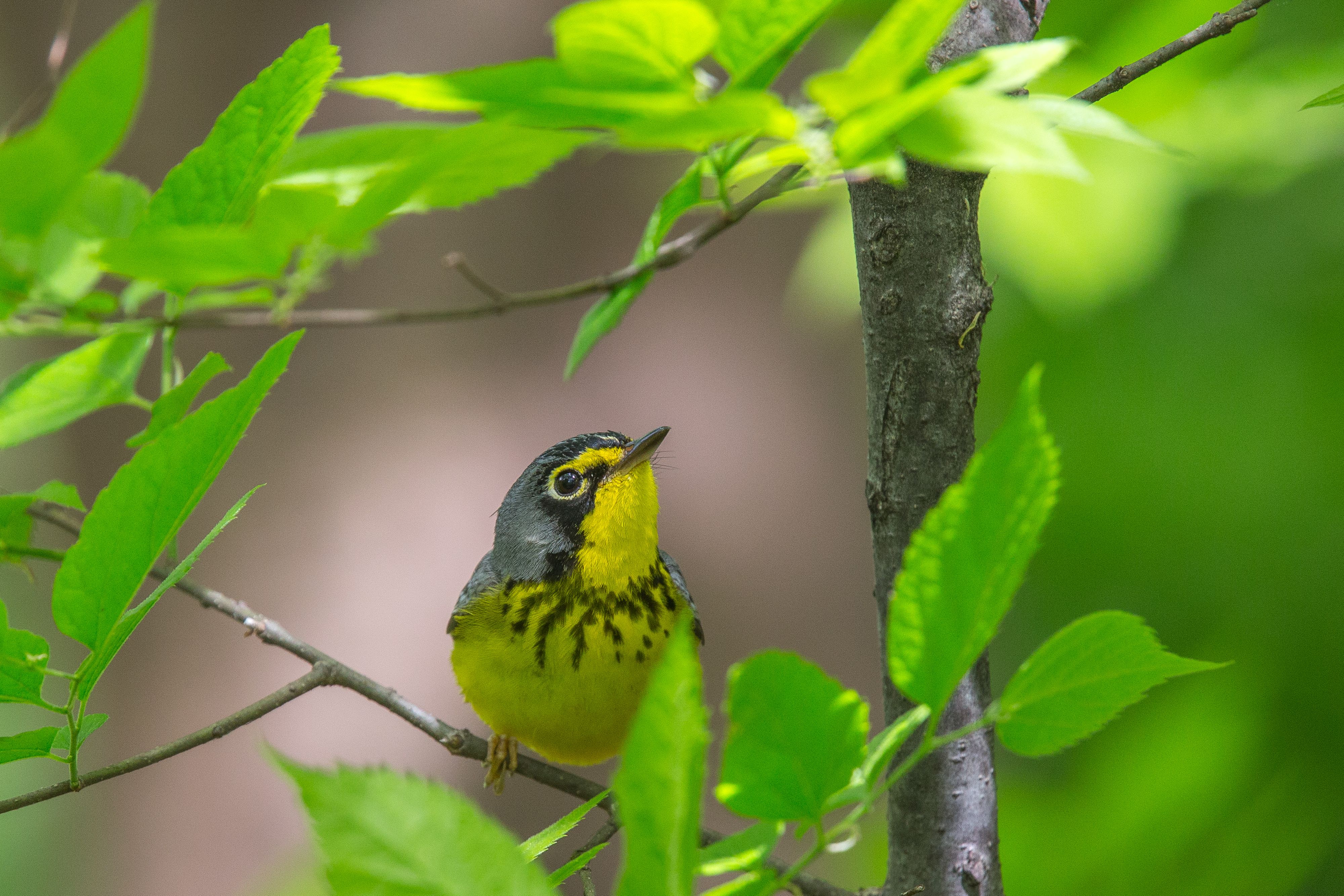 Canada Warbler-4.jpg