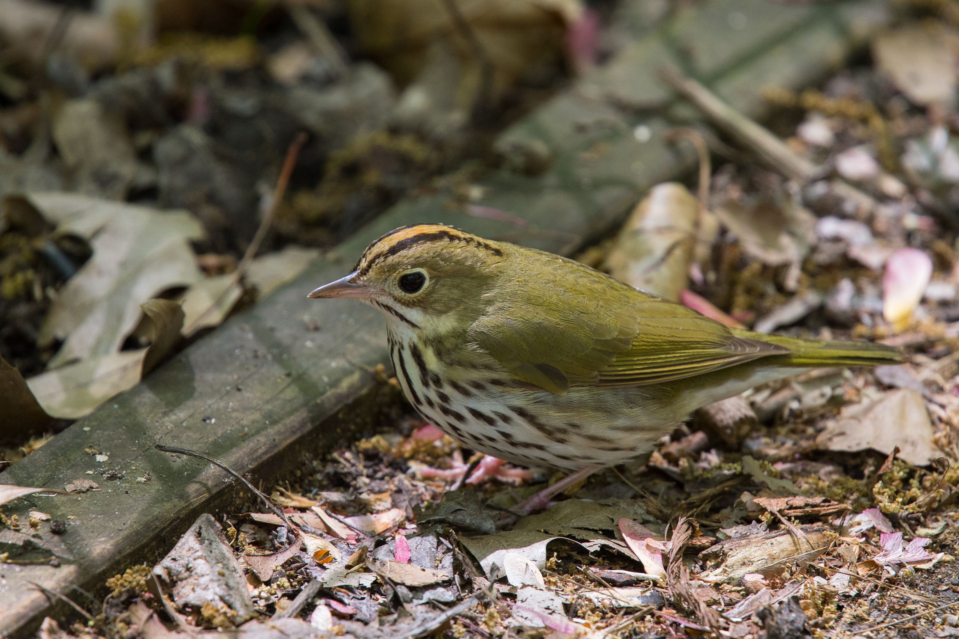 Ovenbird.jpg