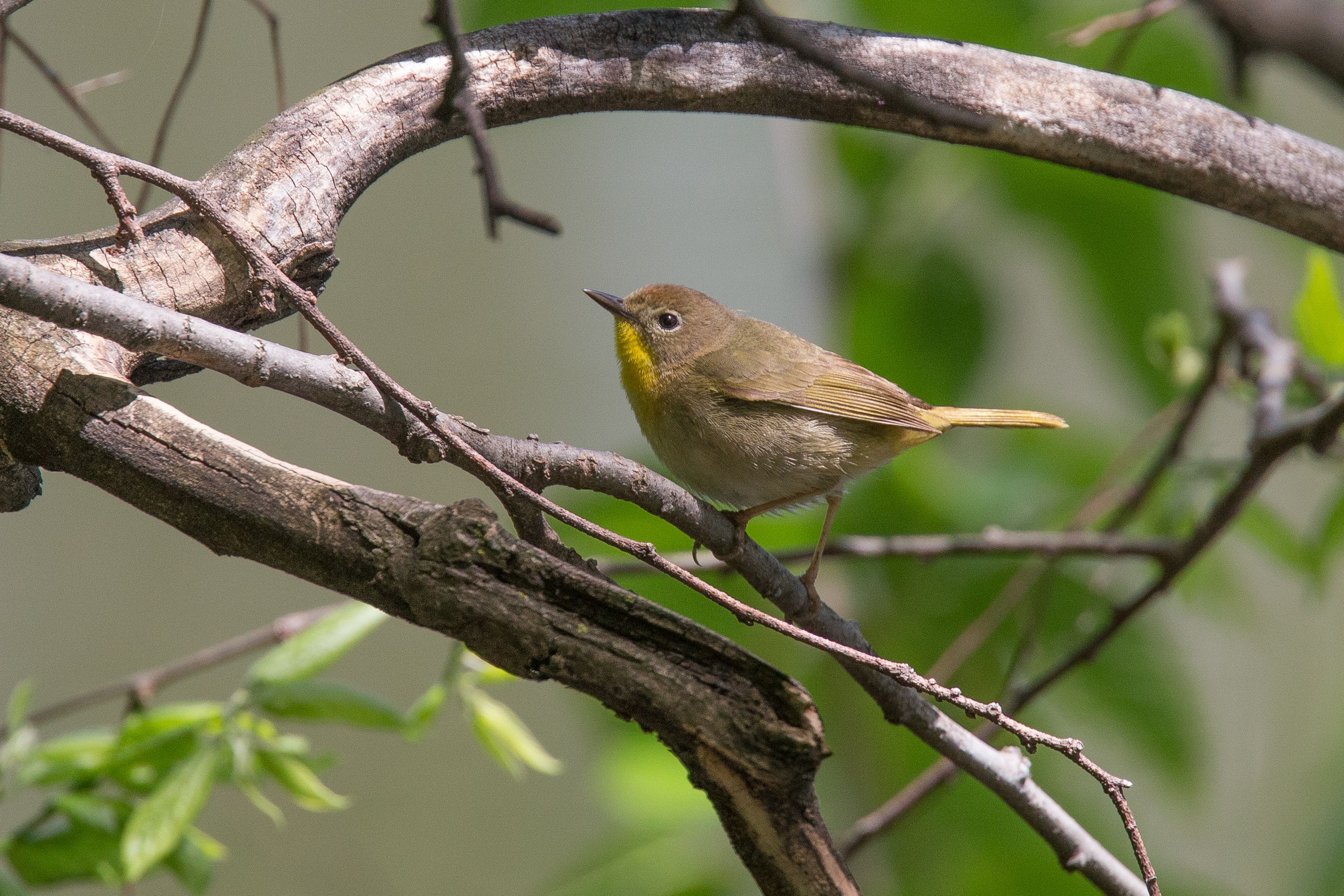 Common Yellowthroat-13.jpg