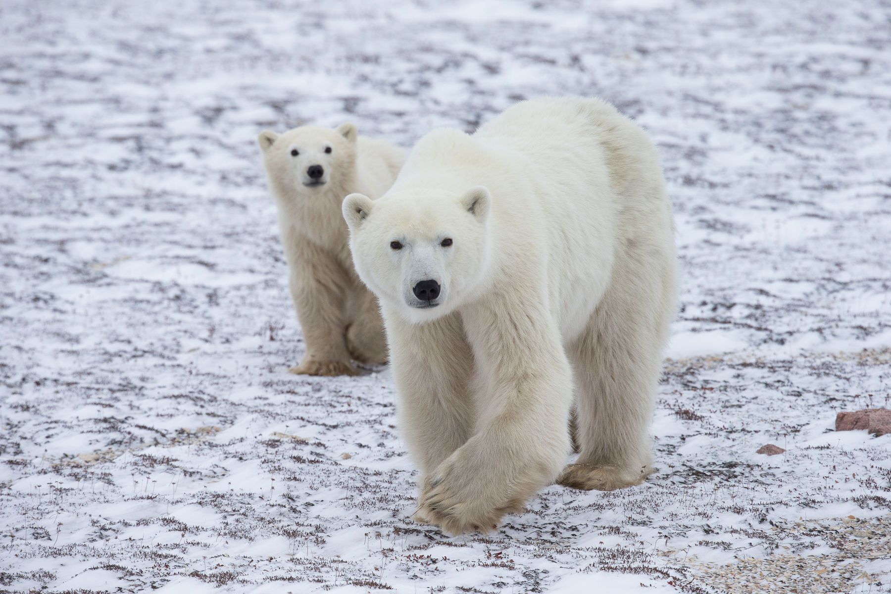 Polar Bear Cubs Arctic Wildlife Photography, Polar Bear Images