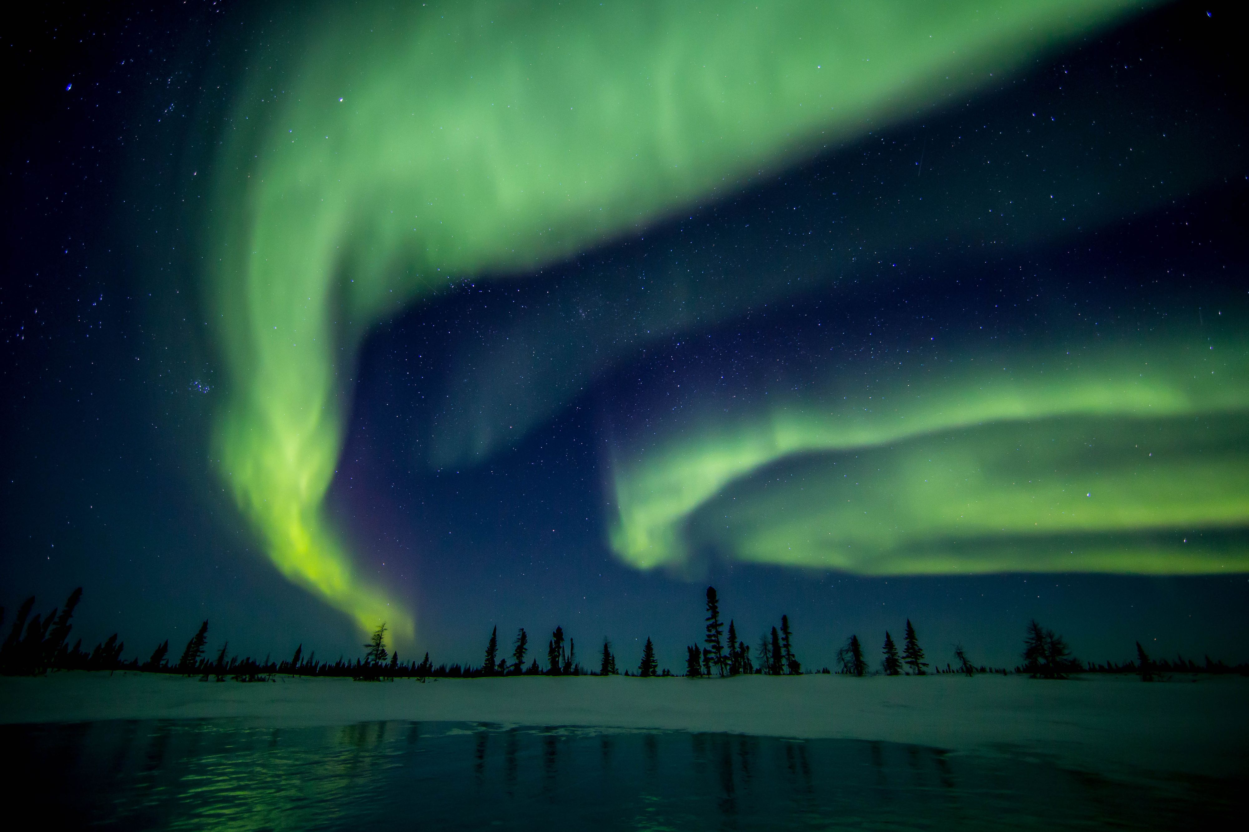 Aurora Borealis - Arctic Wildlife Photography, Polar Bear Images