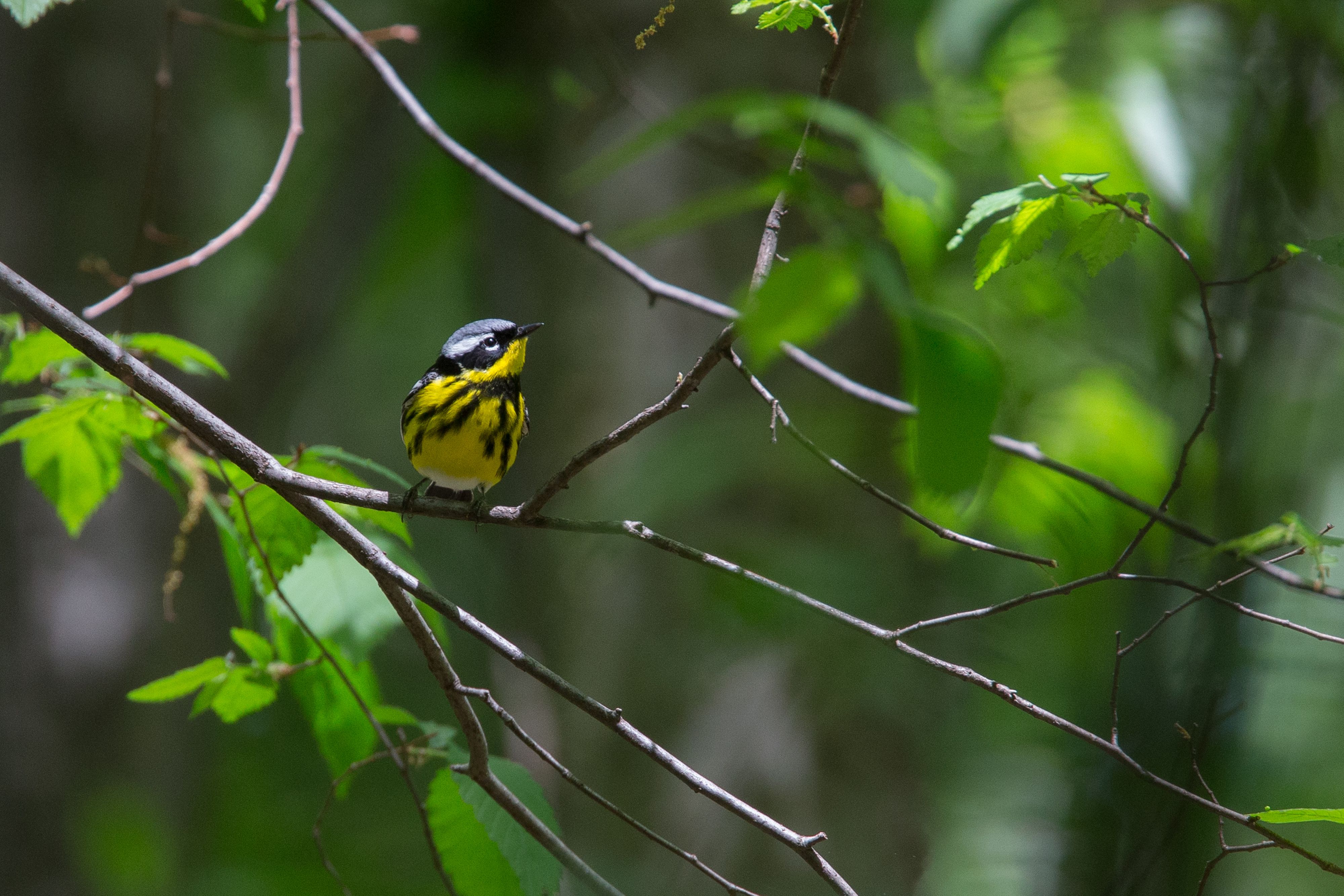 Magnolia Warbler-2.jpg