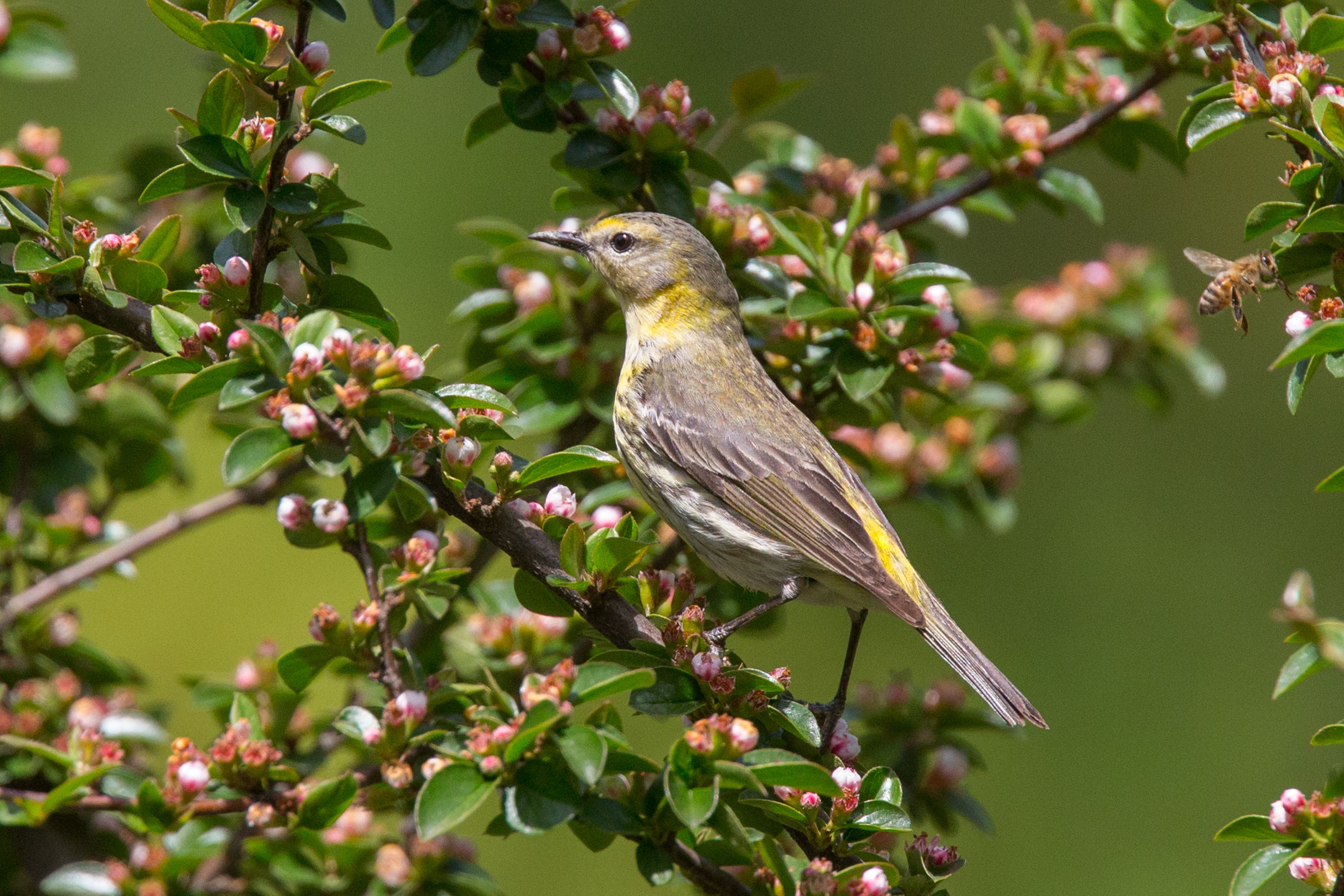 Cape May Warbler Female.jpg