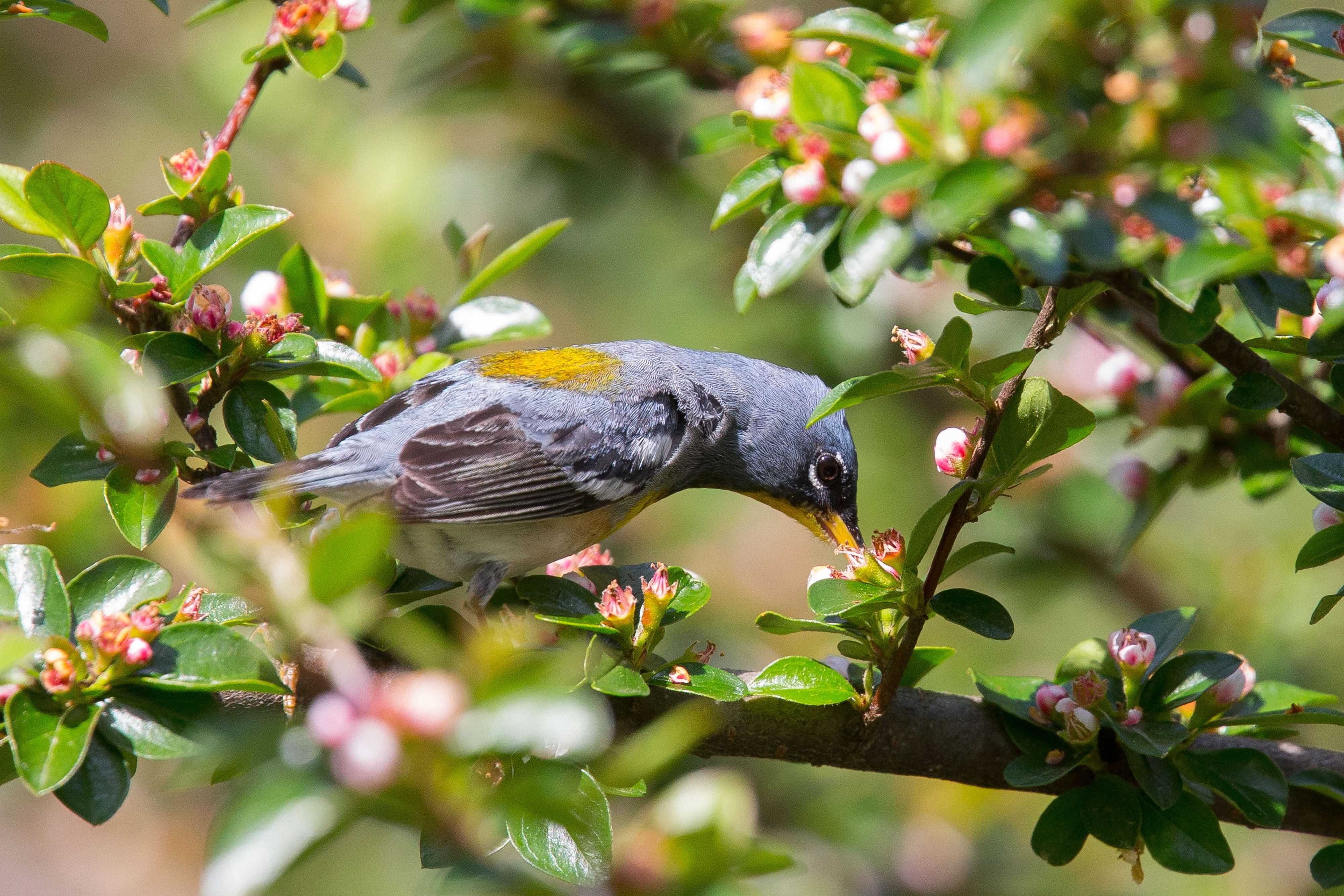 Northern Parula-10.jpg