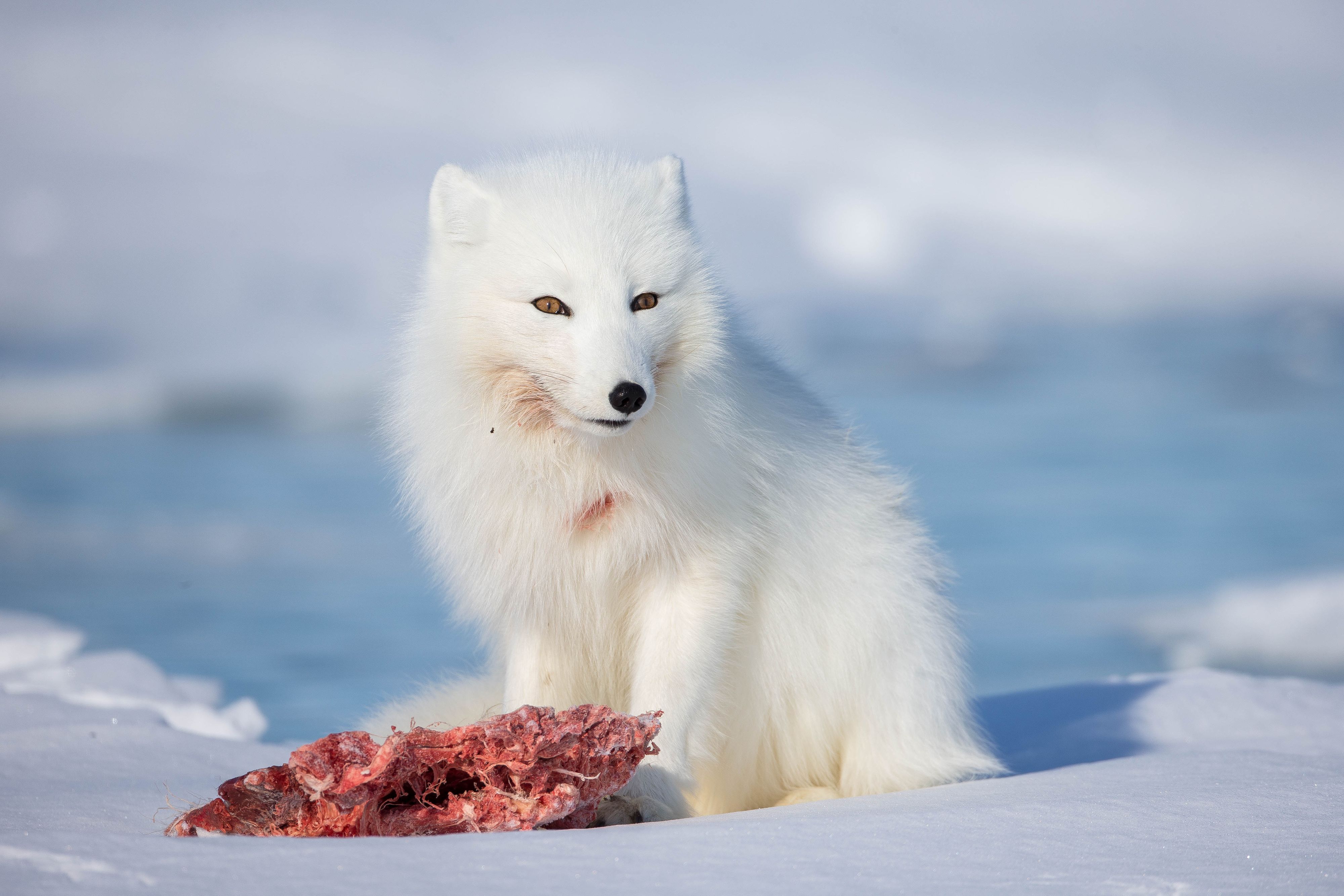 Arctic Fox - Arctic Wildlife Photography, Polar Bear Images