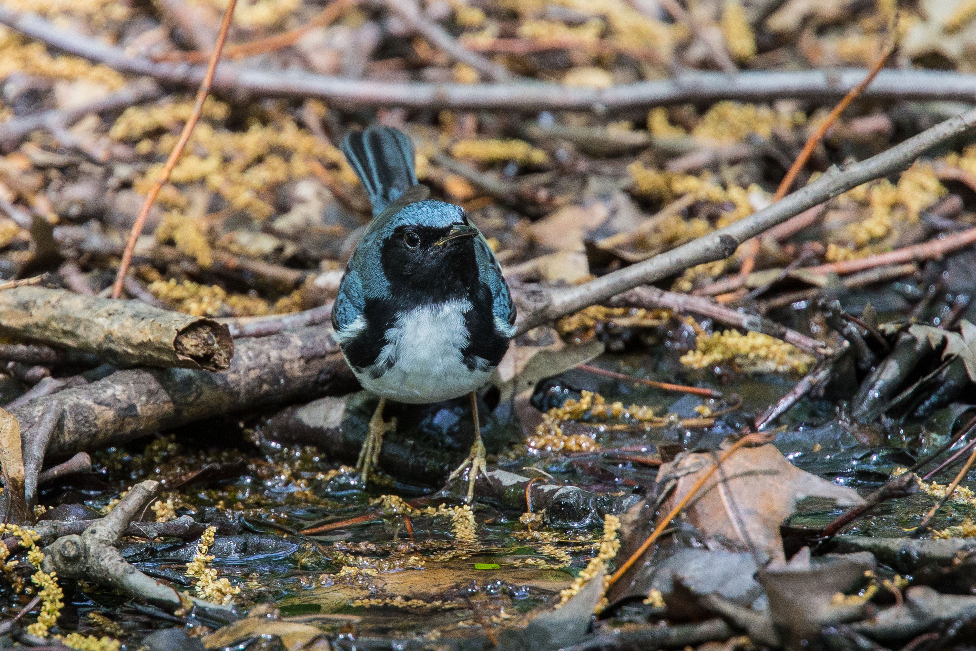 Black-throated Blue Warbler-5.jpg