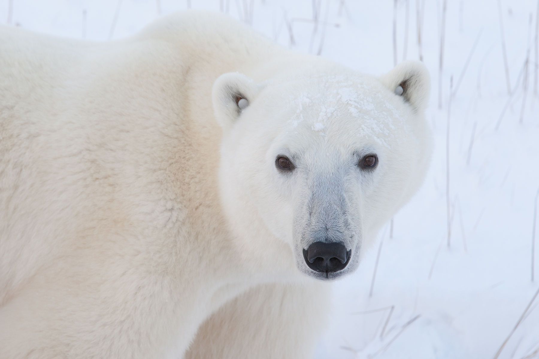 Polar Bear Faces - Arctic Wildlife Photography, Polar Bear Images