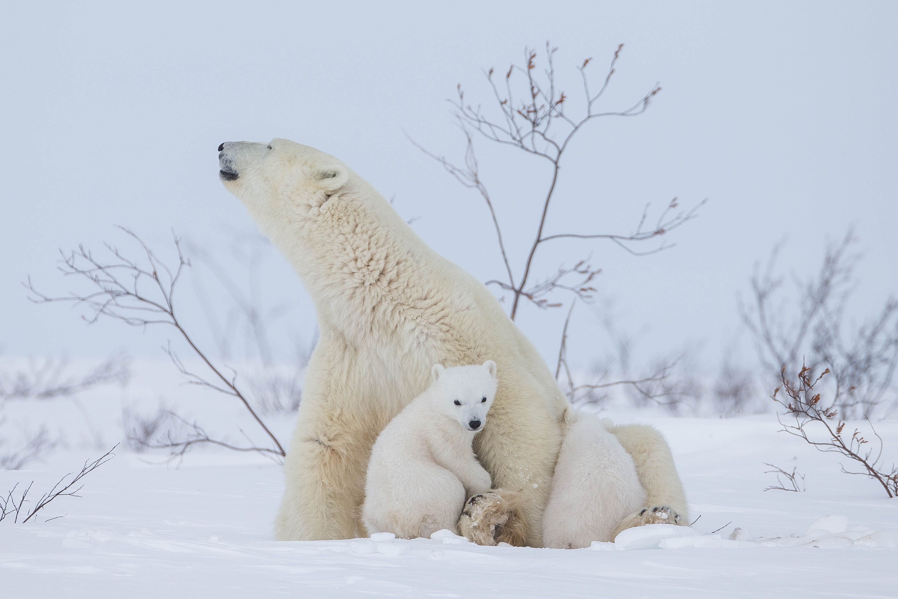 Polar bear Newborn Cubs 2 Arctic Wildlife Photography, Polar Bear Images
