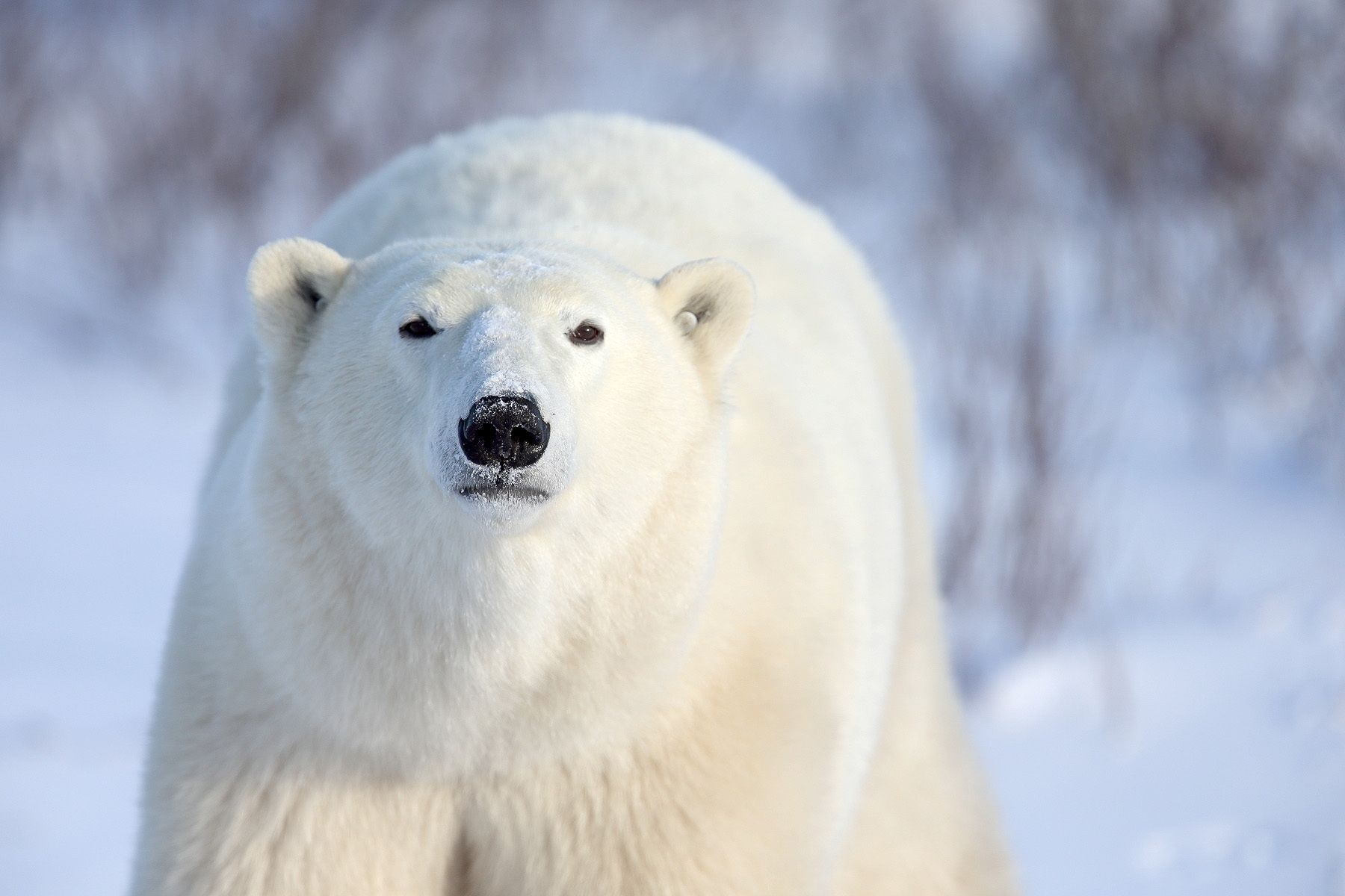 Polar Bear Faces - Arctic Wildlife Photography, Polar Bear Images