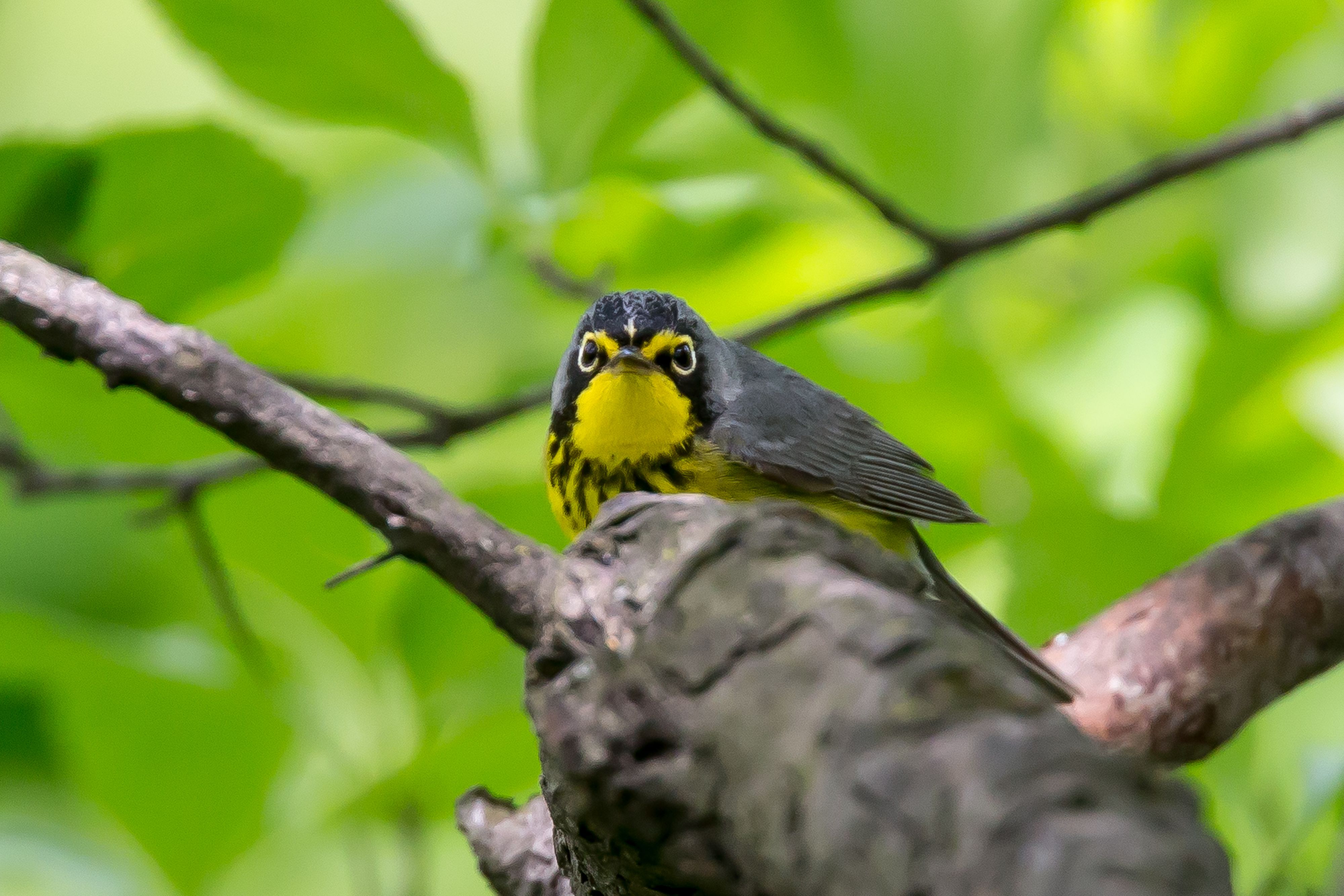 Canada Warbler-3.jpg