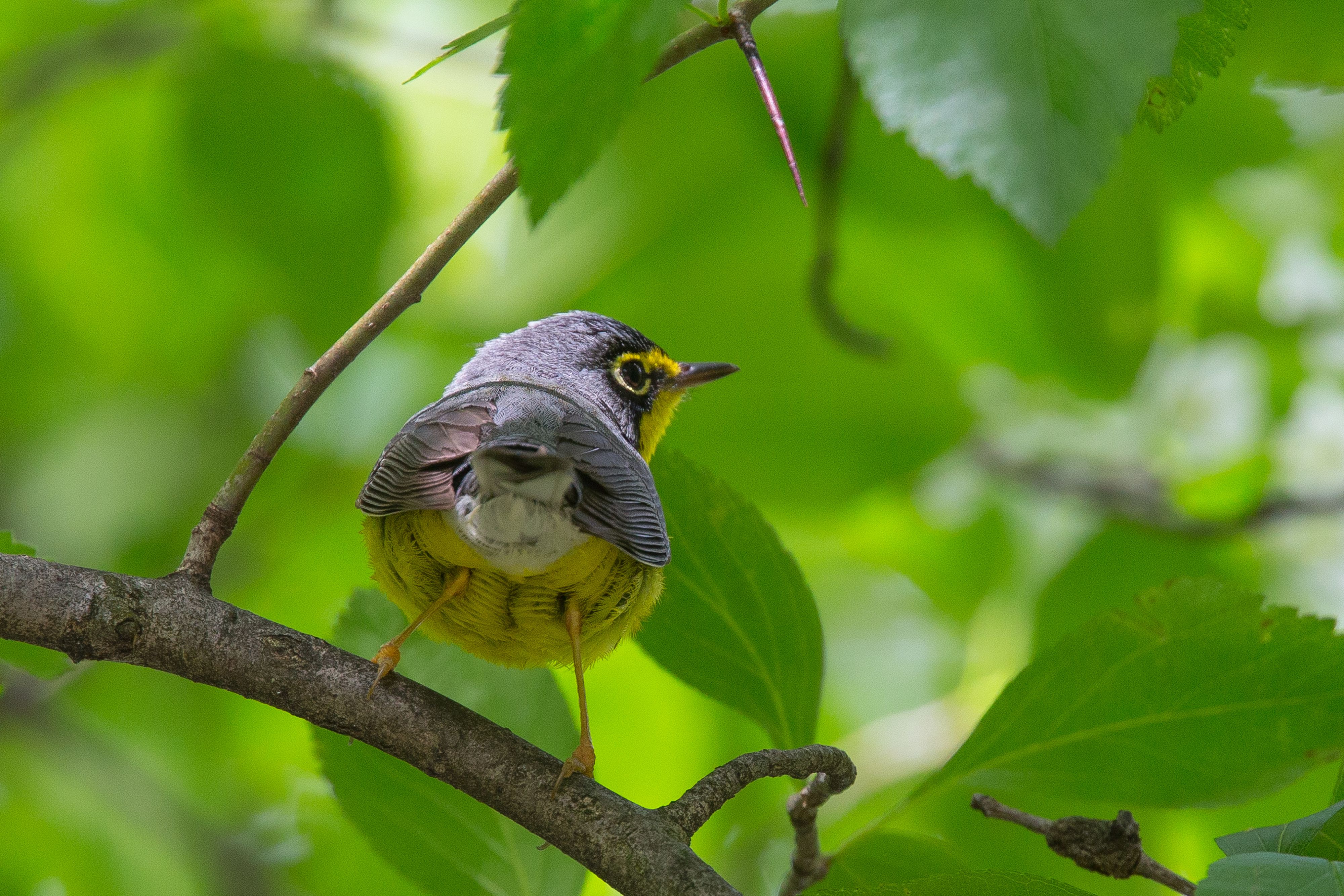 Canada Warbler-2.jpg