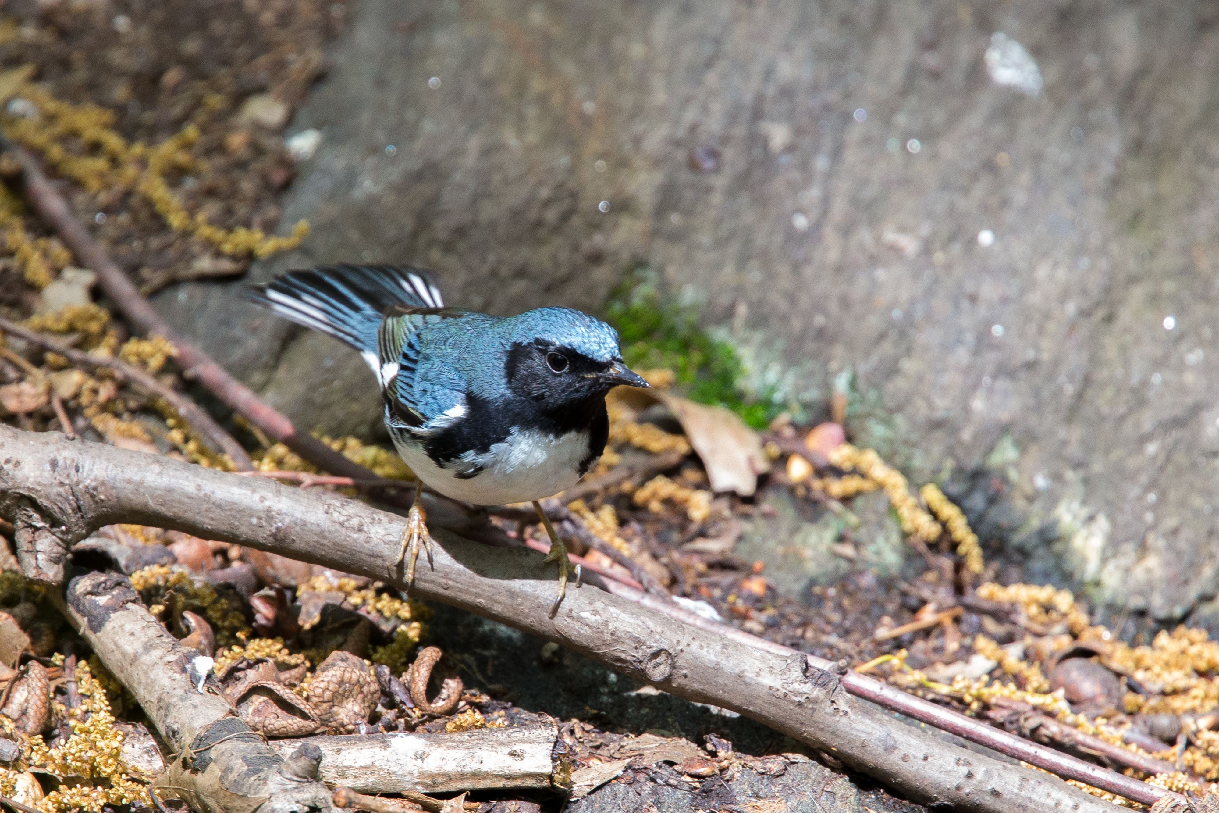 Black-throated Blue Warbler-3.jpg
