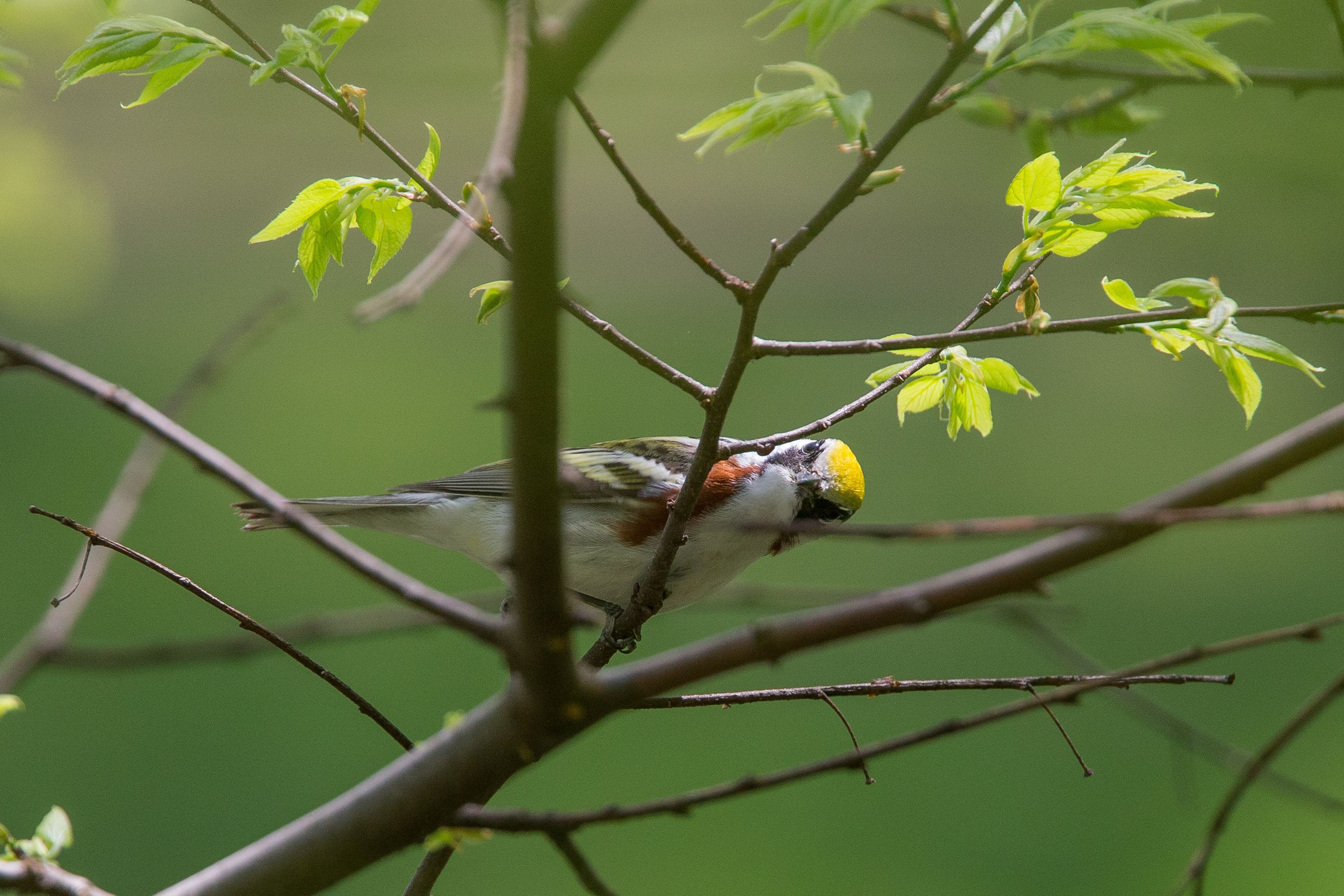 Chestnut-Sided Warbler-2.jpg