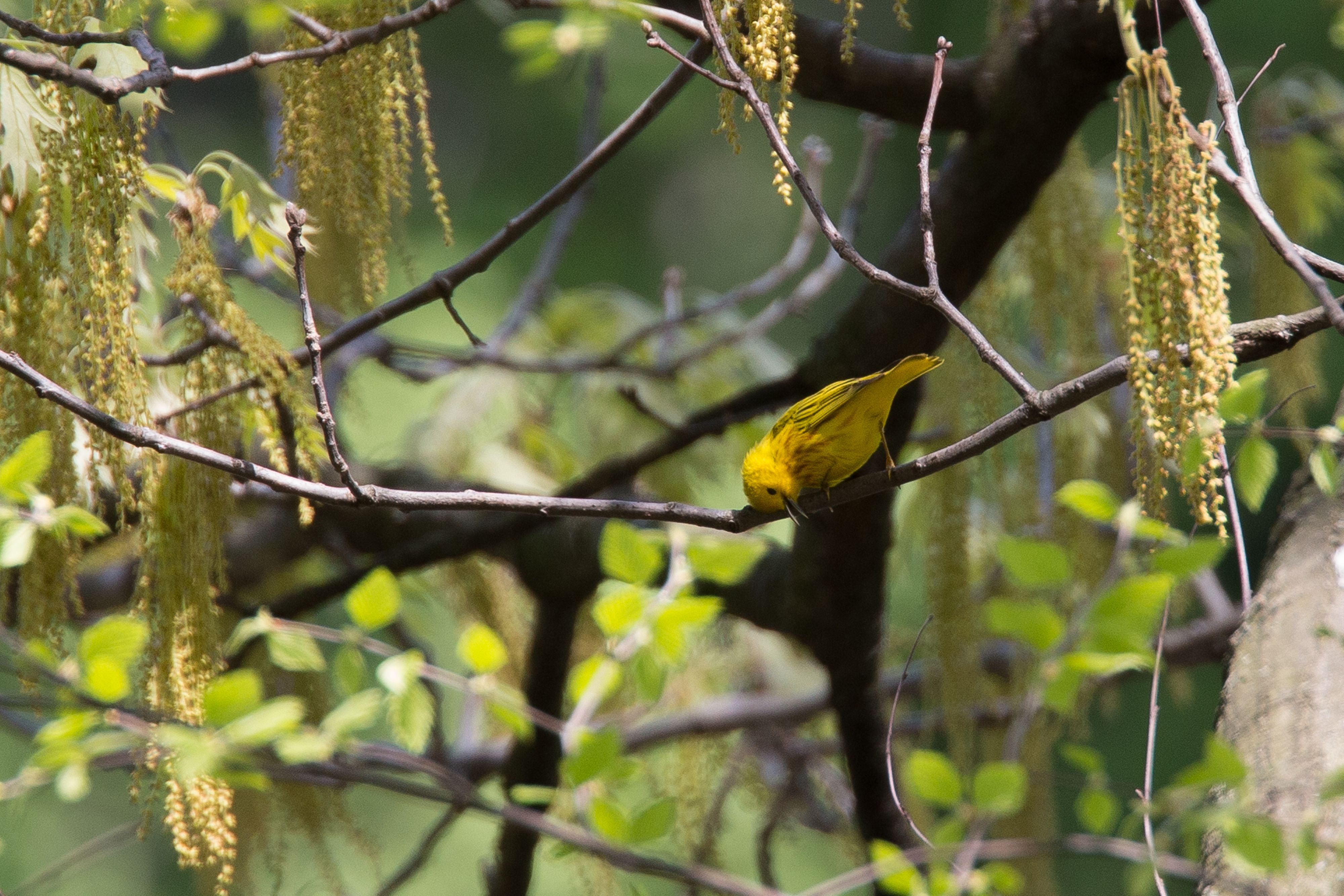 Yellow Warbler.jpg