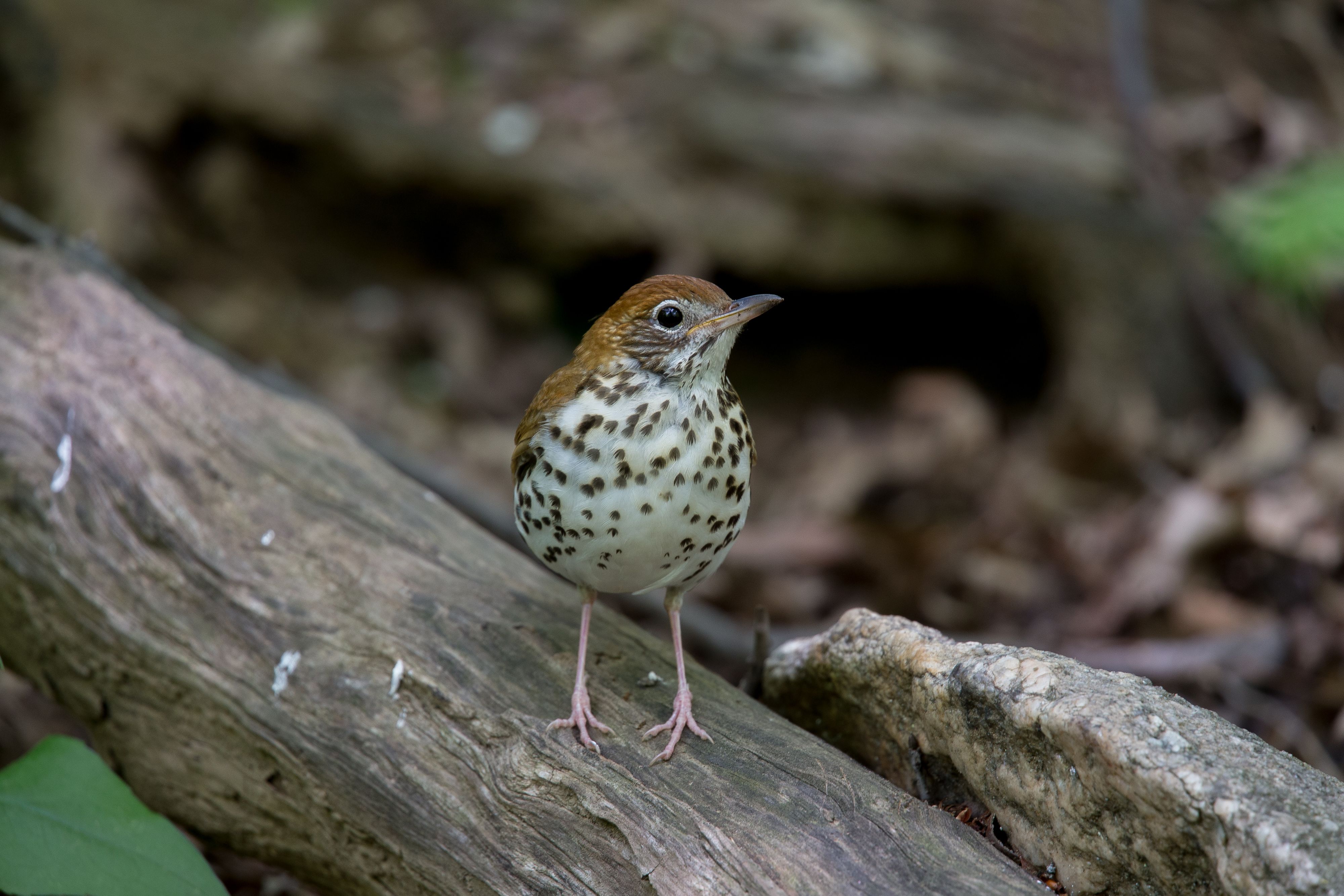 Wood Thrush-5.jpg