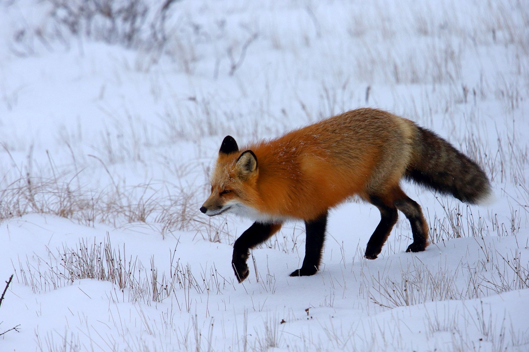 Red Fox & Arctic Fox - Arctic Wildlife Photography, Polar Bear Images