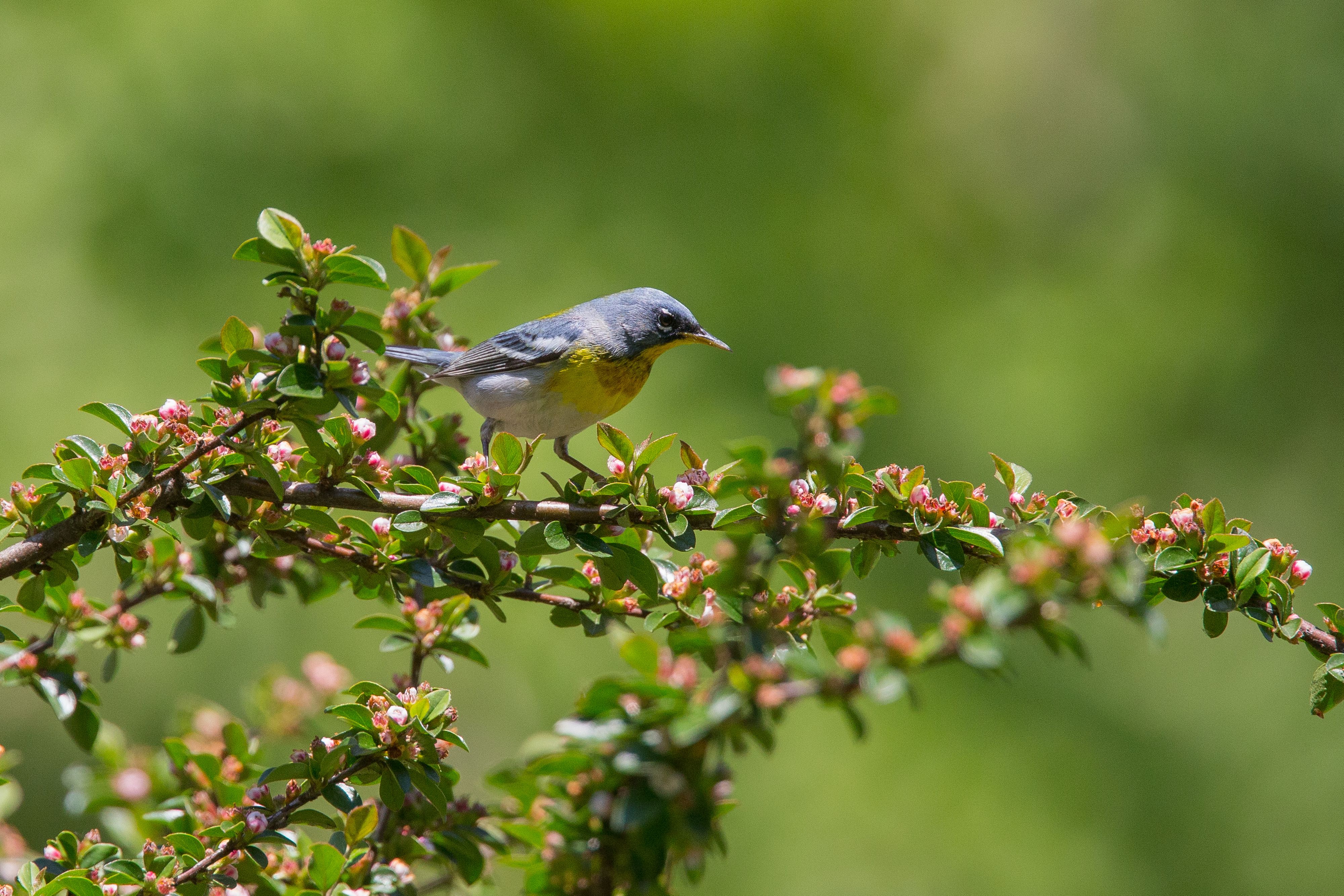 Northern Parula-16.jpg