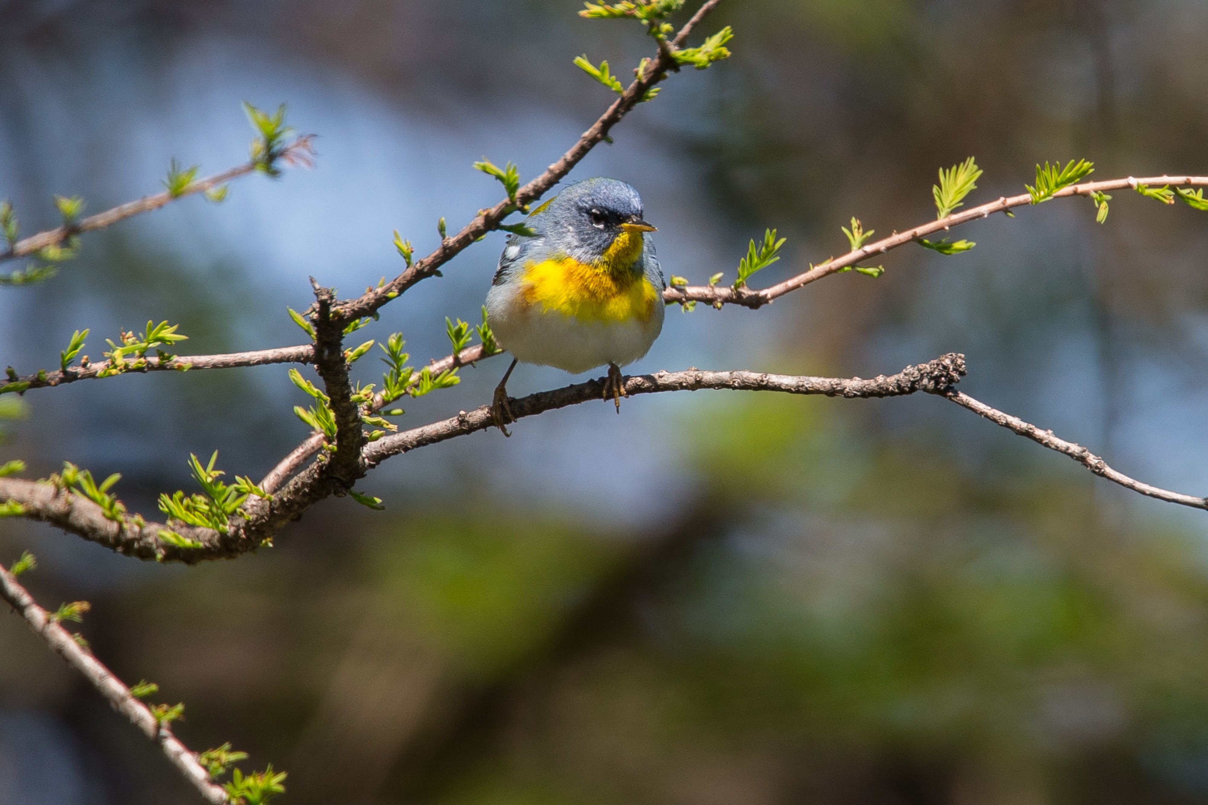 Northern Parula-22.jpg