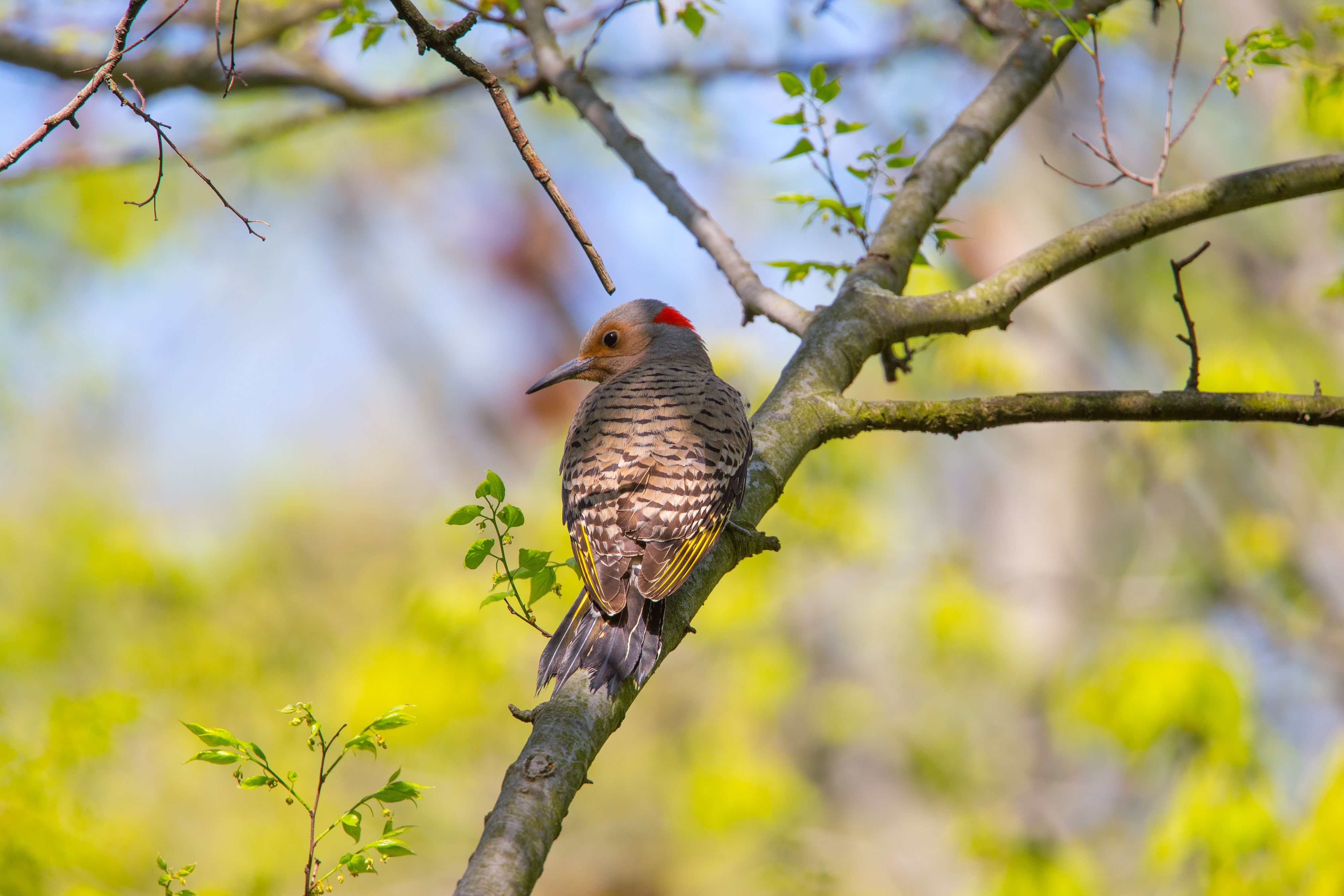 Northern Flicker.jpg