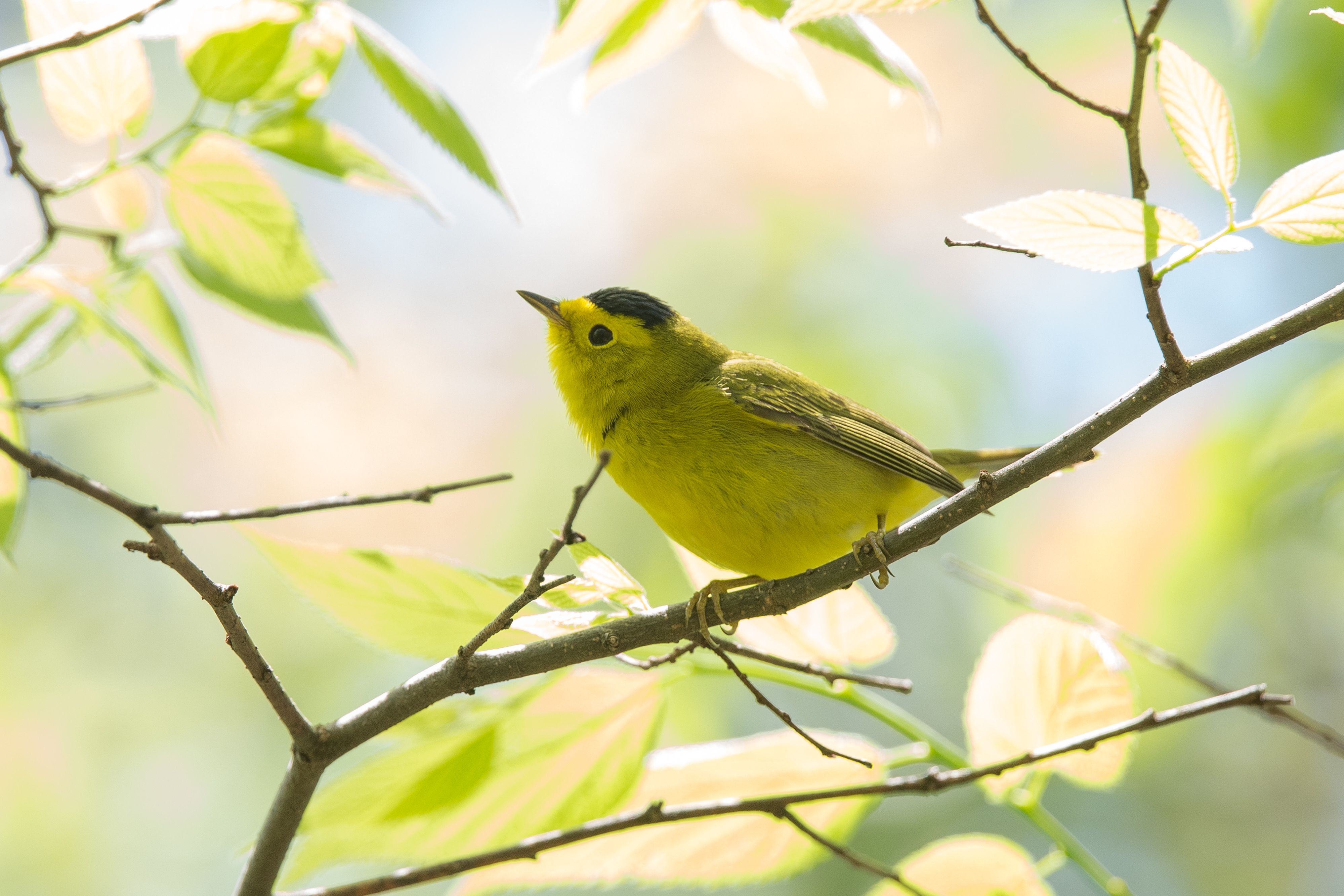 Wilson's Warbler-2.jpg