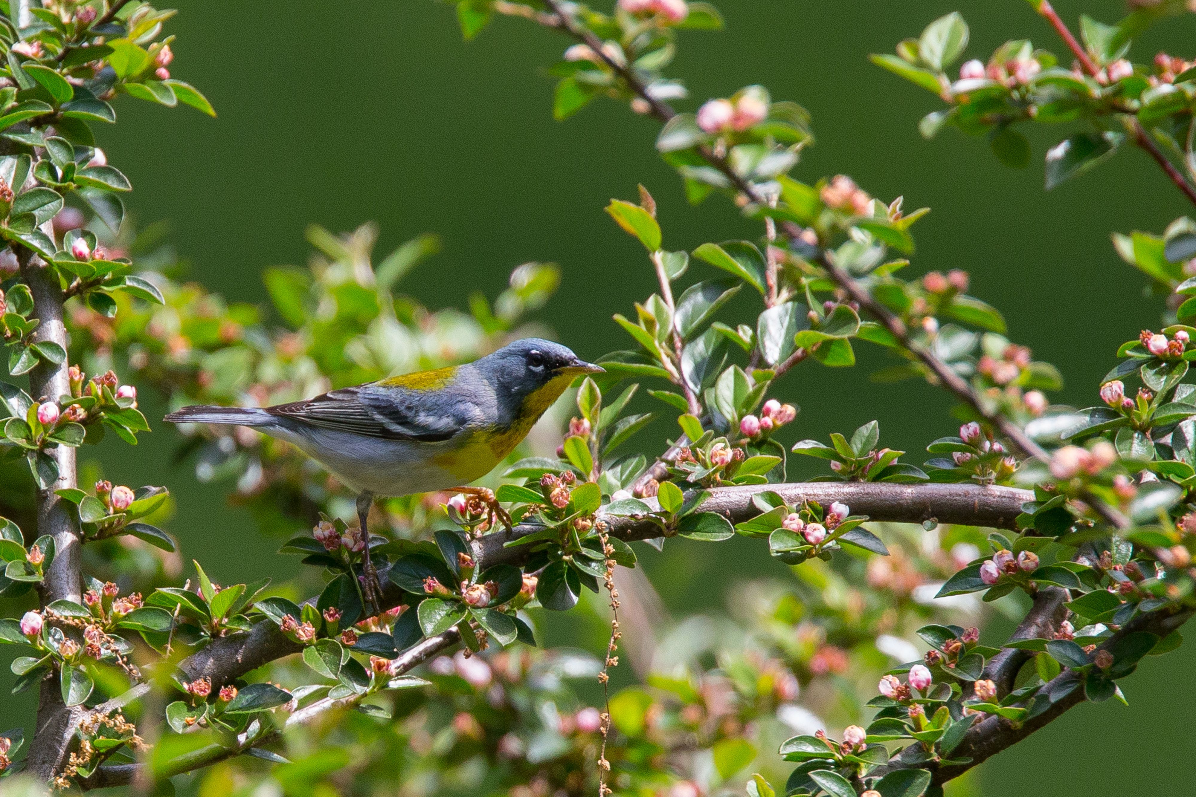 Northern Parul17.jpg