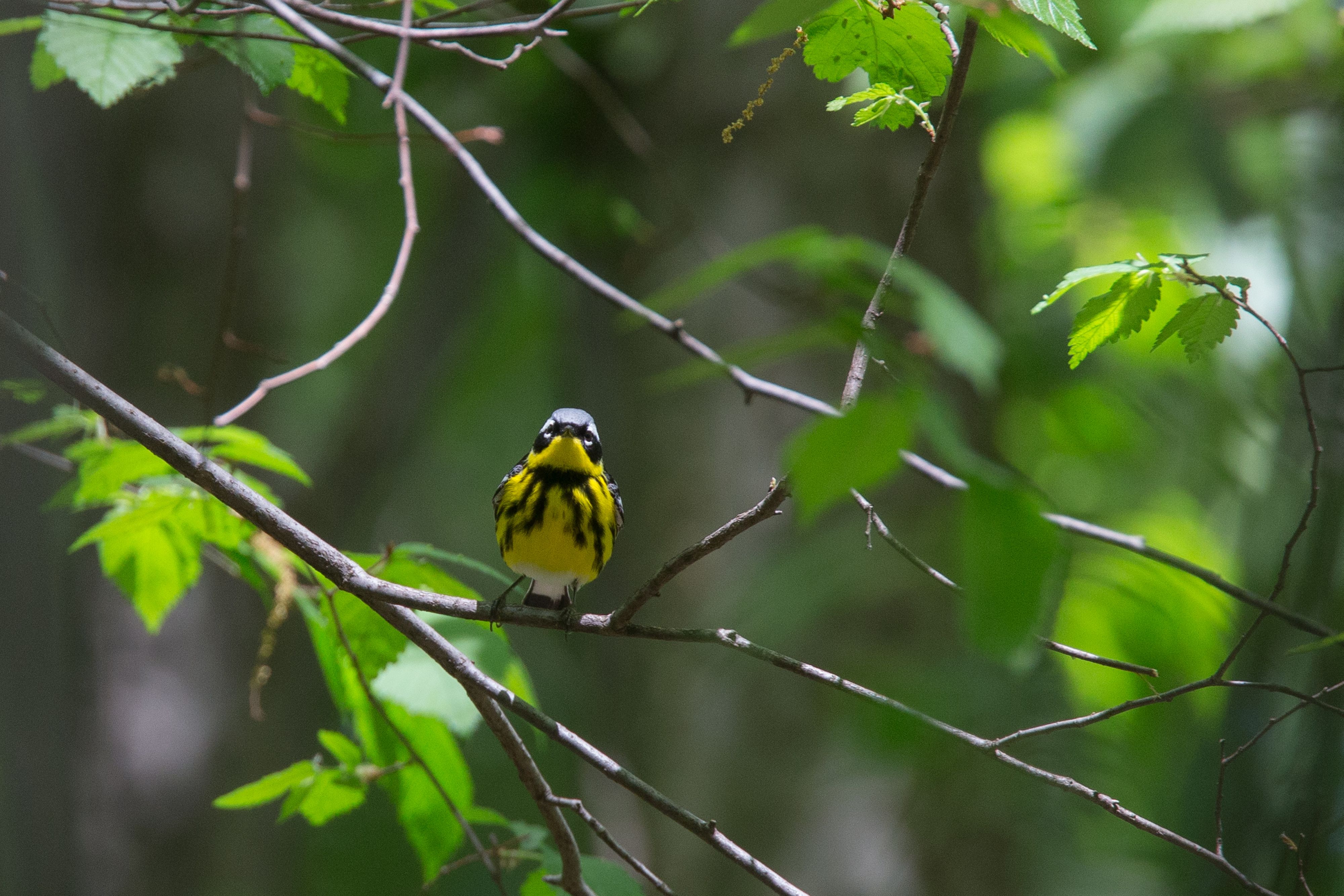 Magnolia Warbler-10.jpg