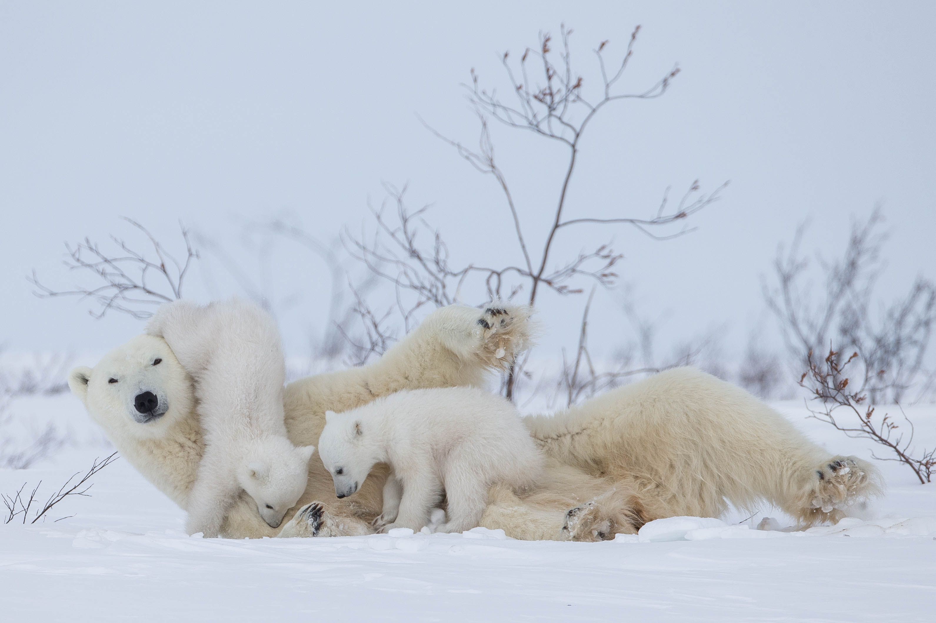 Буран и медвежата. Белый медведь (Карско-Баренцевоморская популяция). Белый Медвежонок. Белые медведи зима. Детеныш белого медведя.