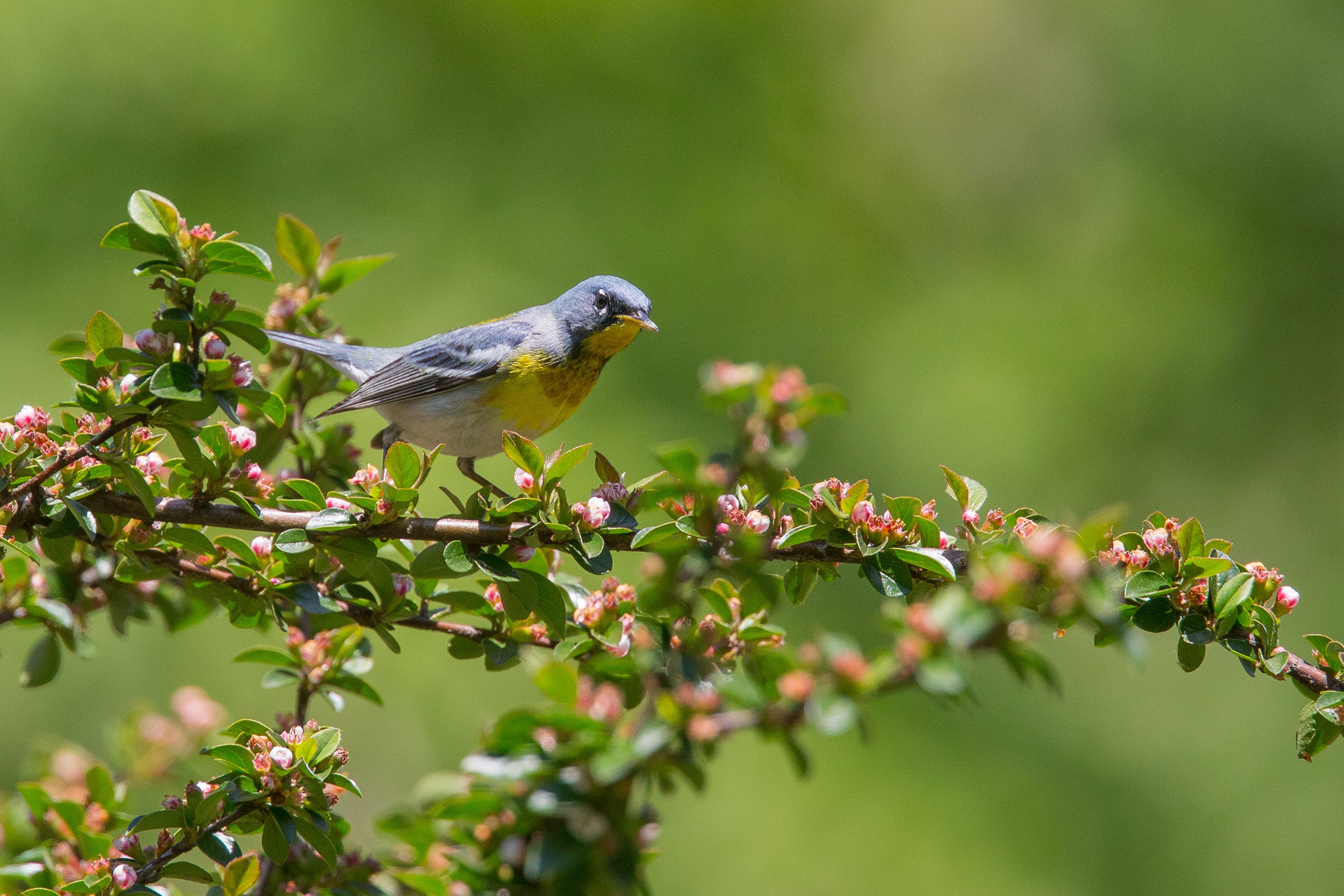 Northern Parula-19.jpg