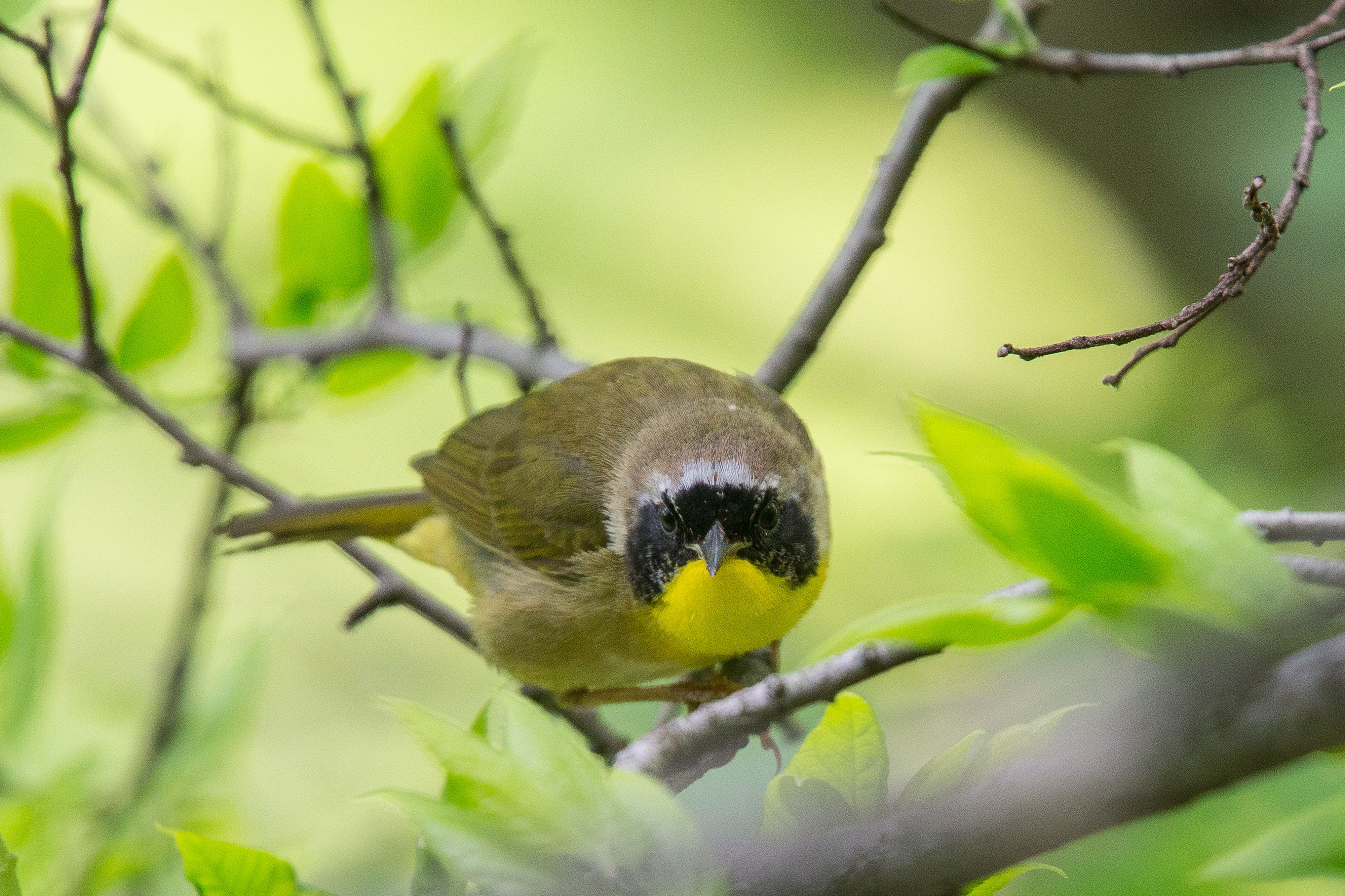 Common Yellowthroat-11.jpg
