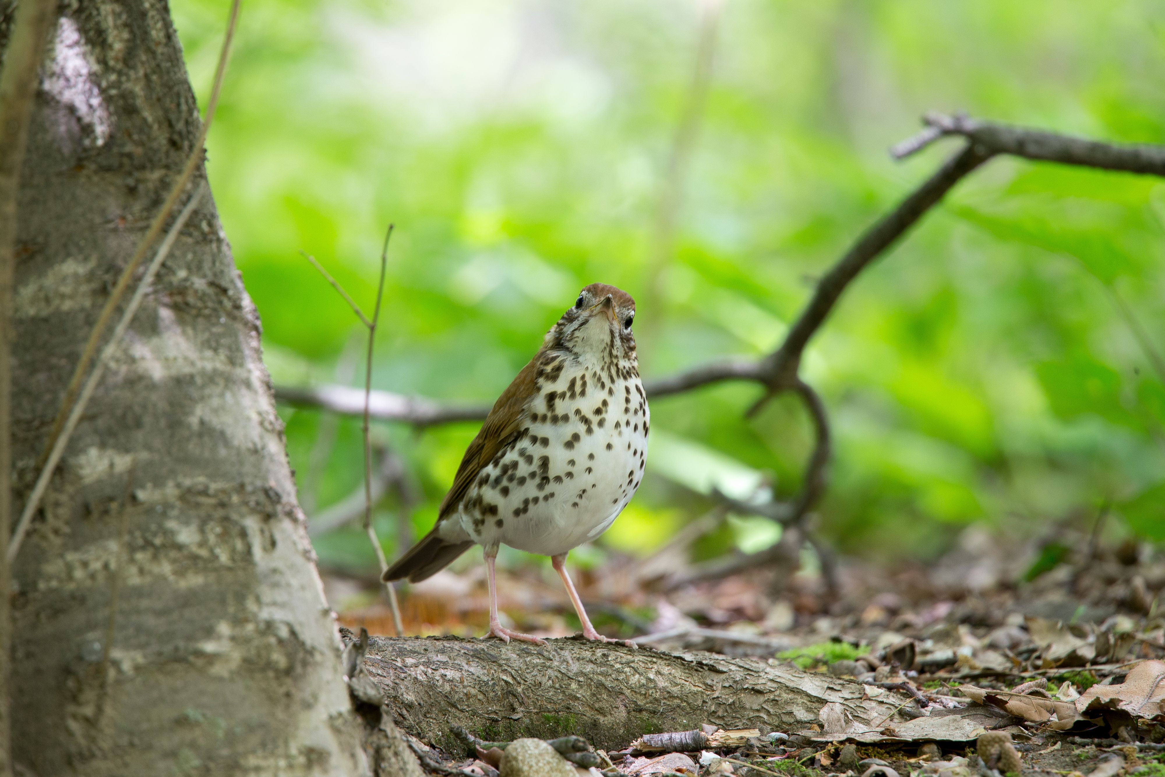 Wood Thrush-3.jpg