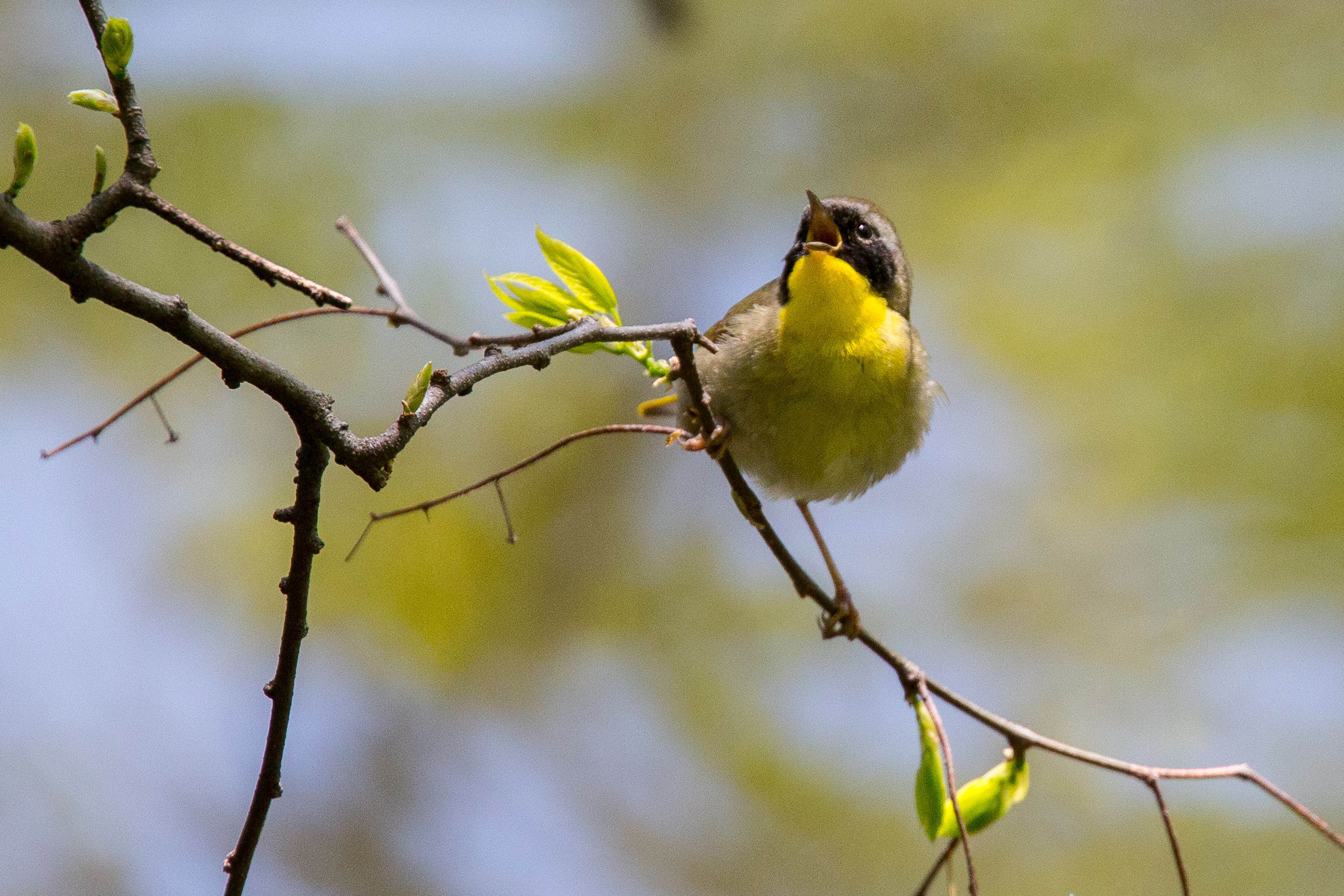 Common Yellowthroat-5.jpg