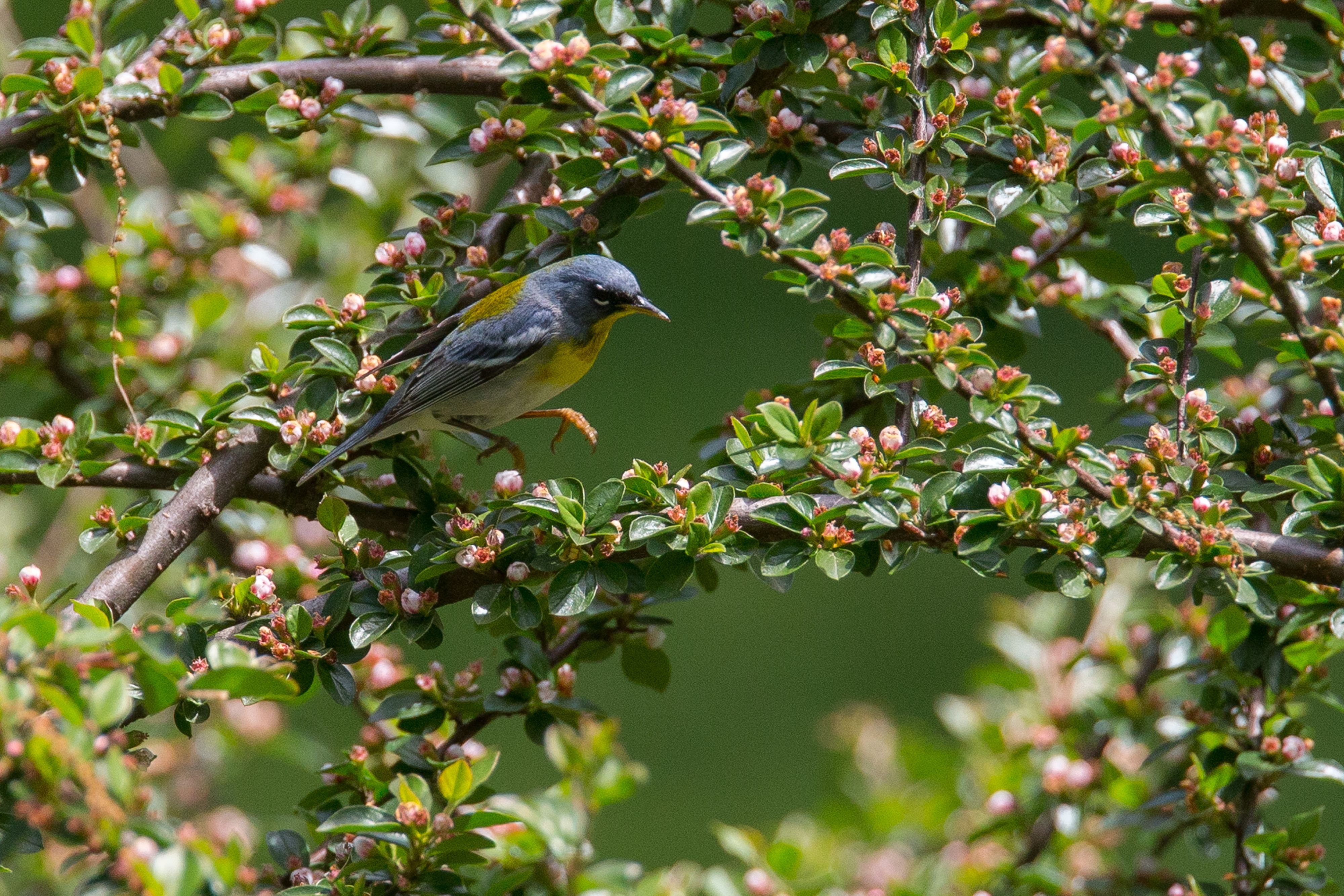 Northern Parula-9.jpg