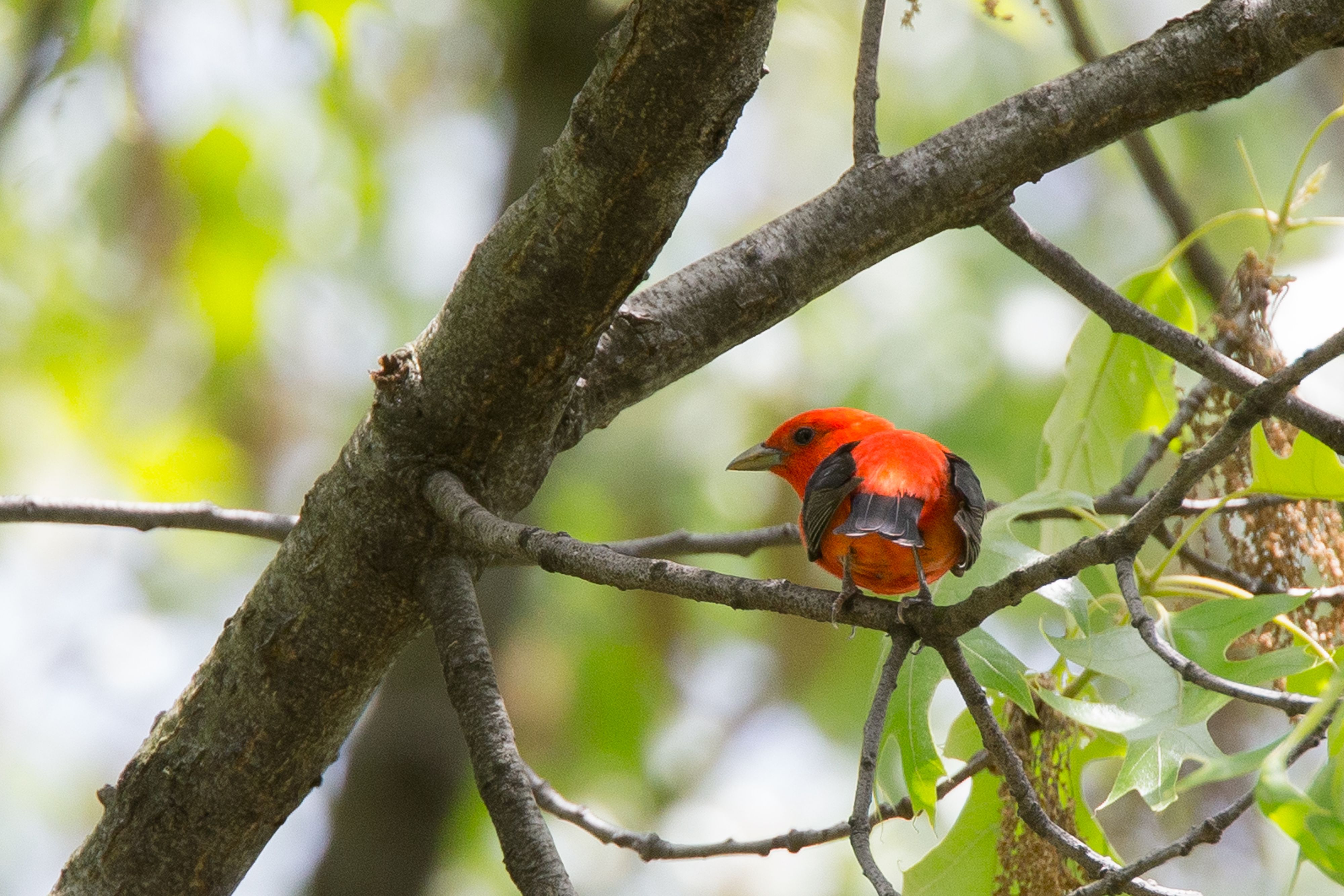 Scarlet Tanager-2.jpg