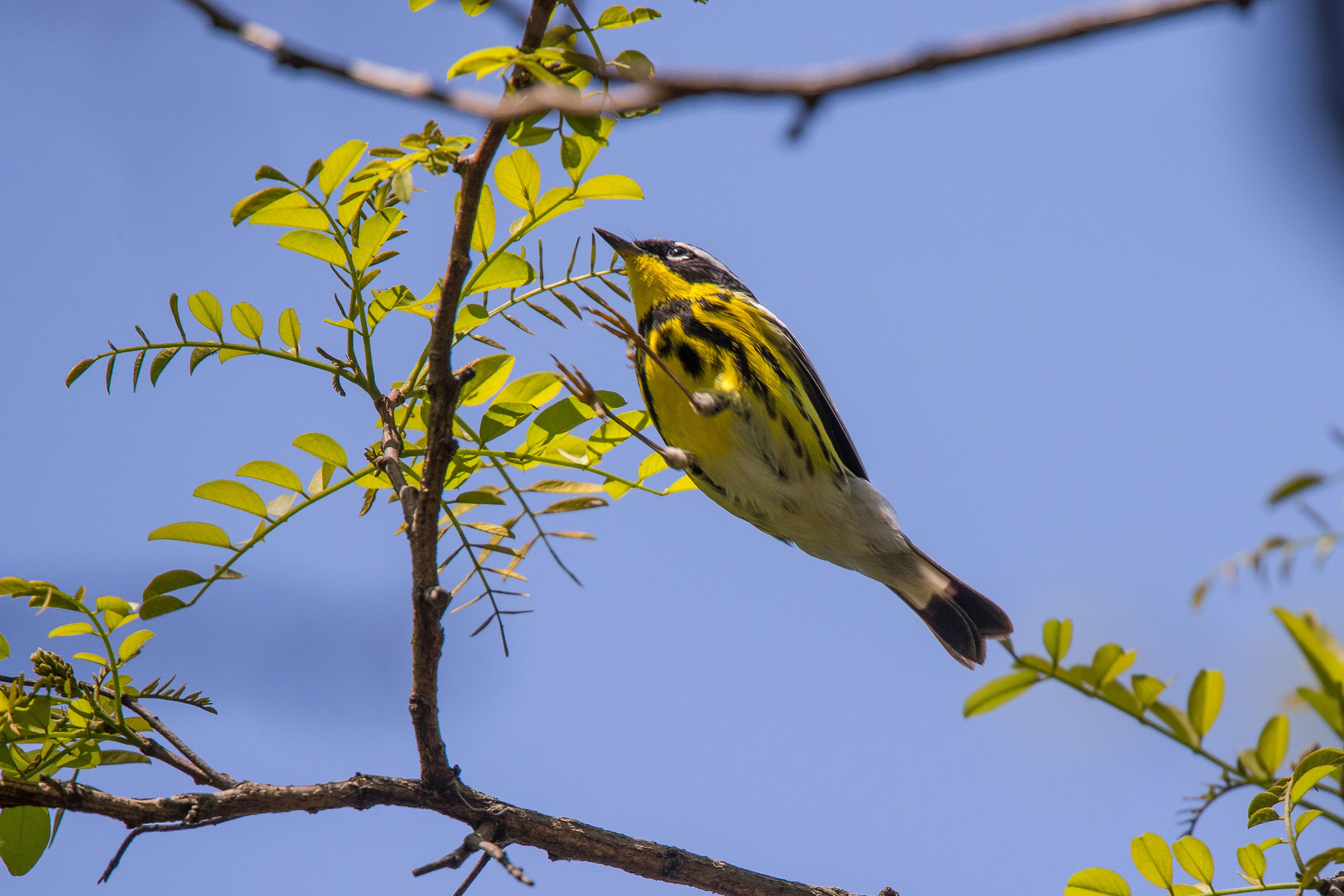 Magnolia Warbler-8.jpg