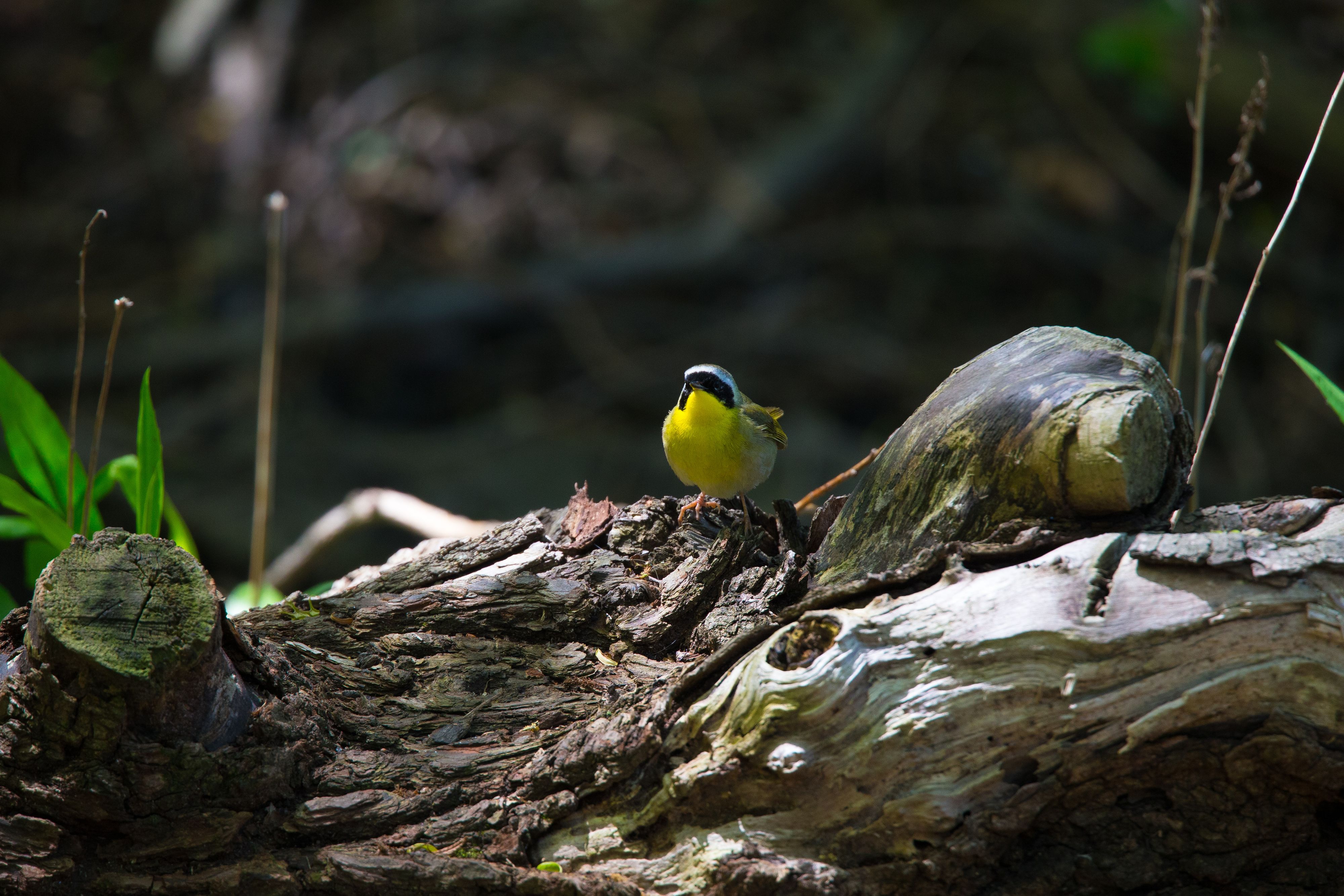 Common Yellowthroat.jpg