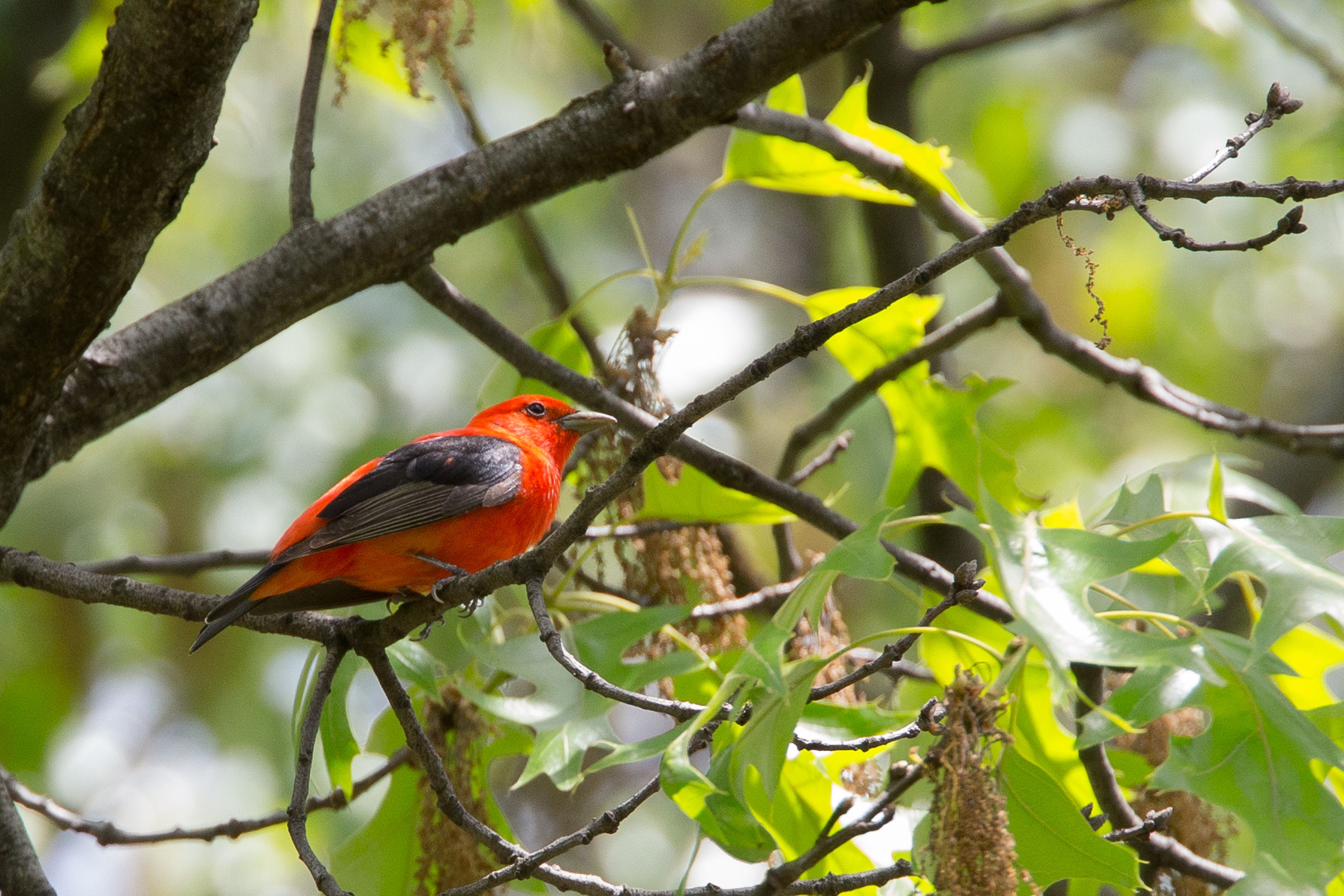 Scarlet Tanager-3.jpg