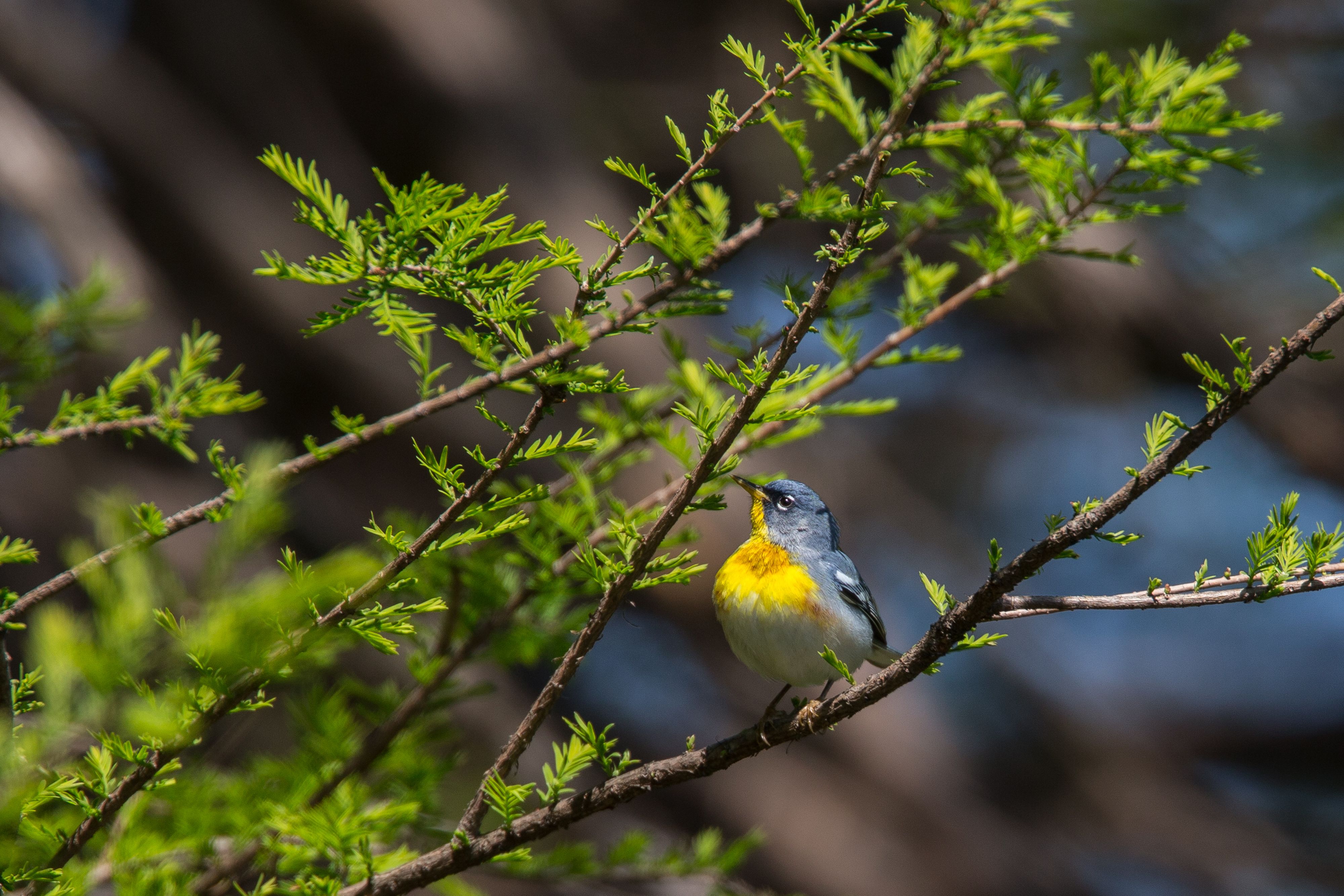 Northern Parula-23.jpg