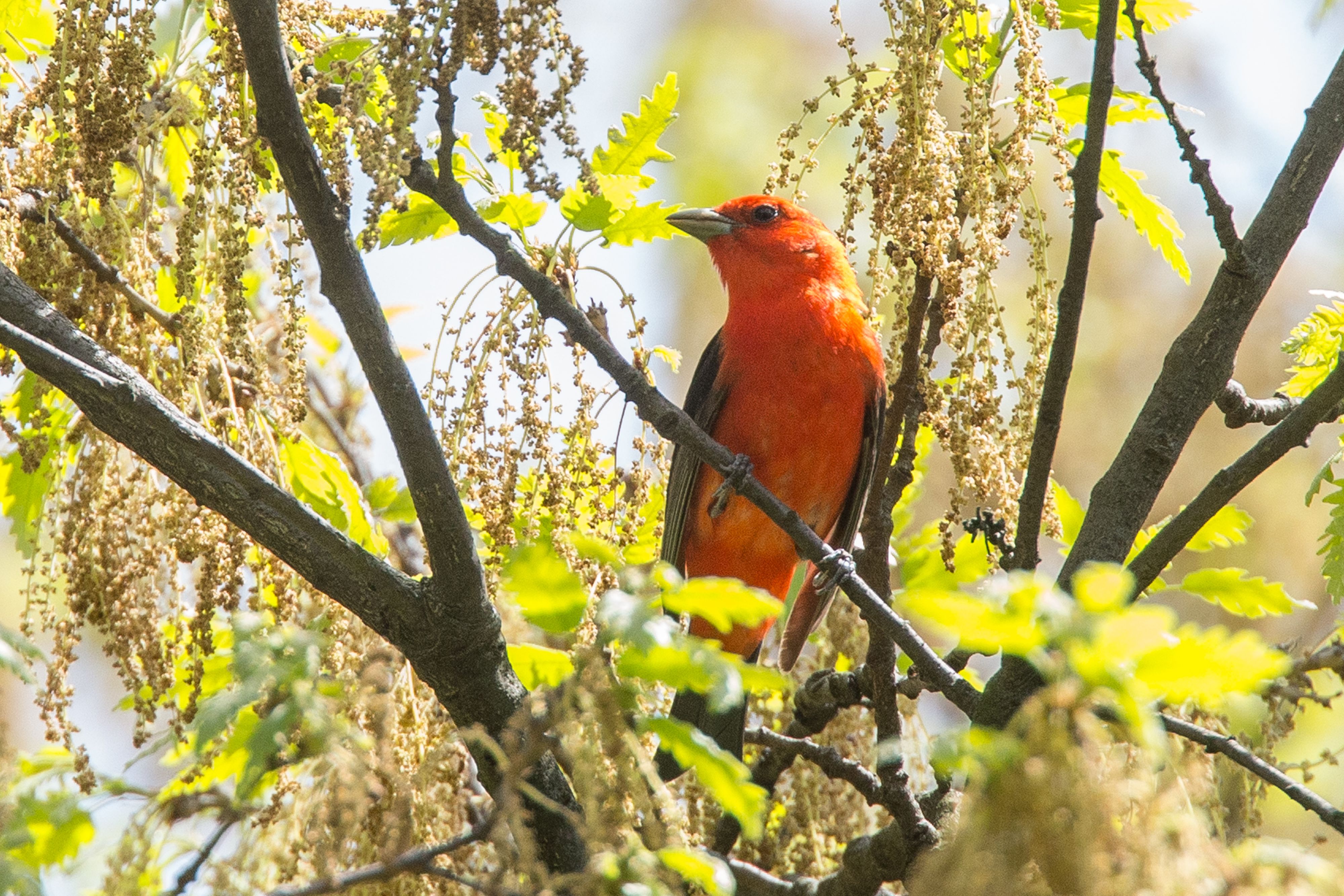 Scarlet Tanager-6.jpg