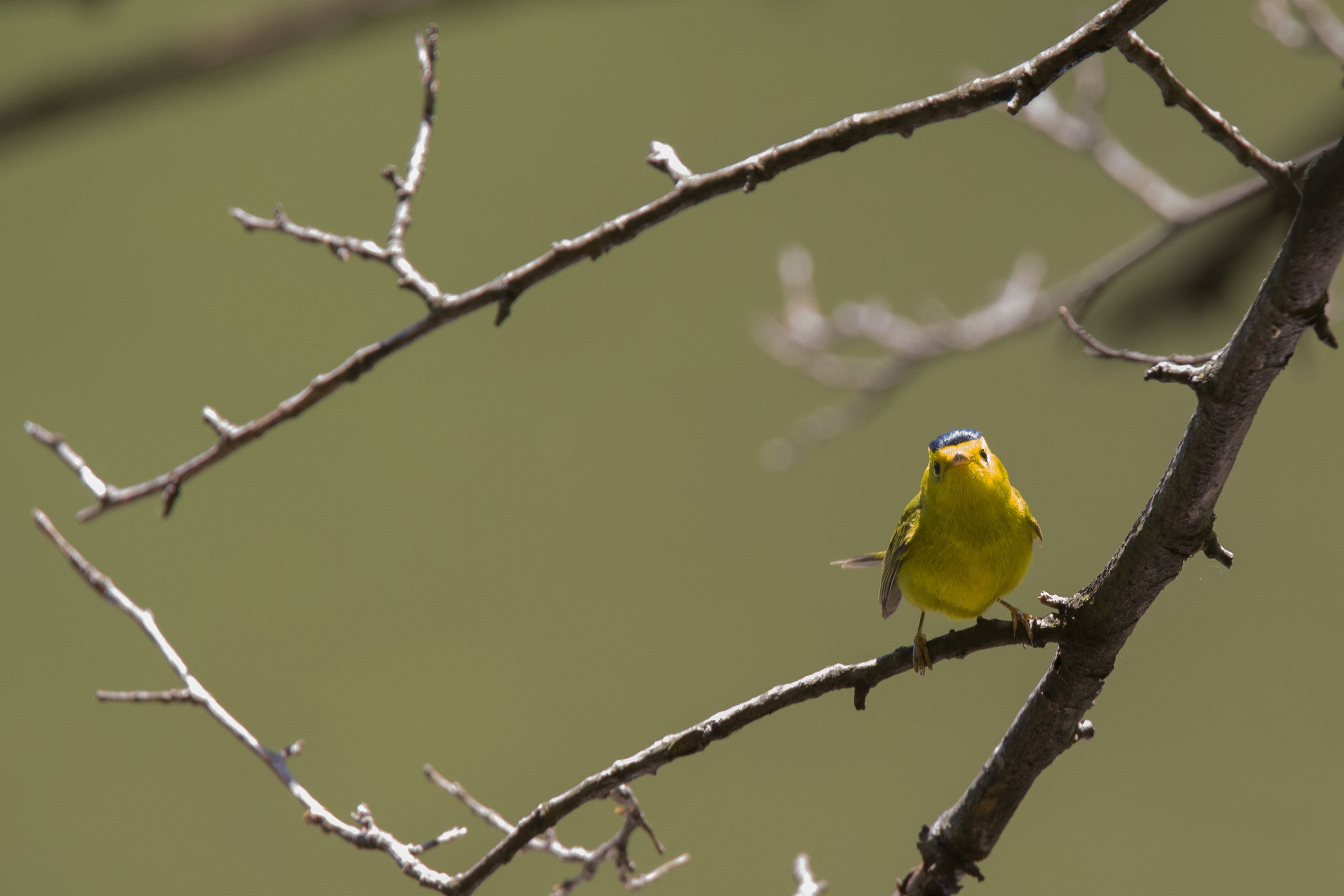 Wilson's Warbler.jpg