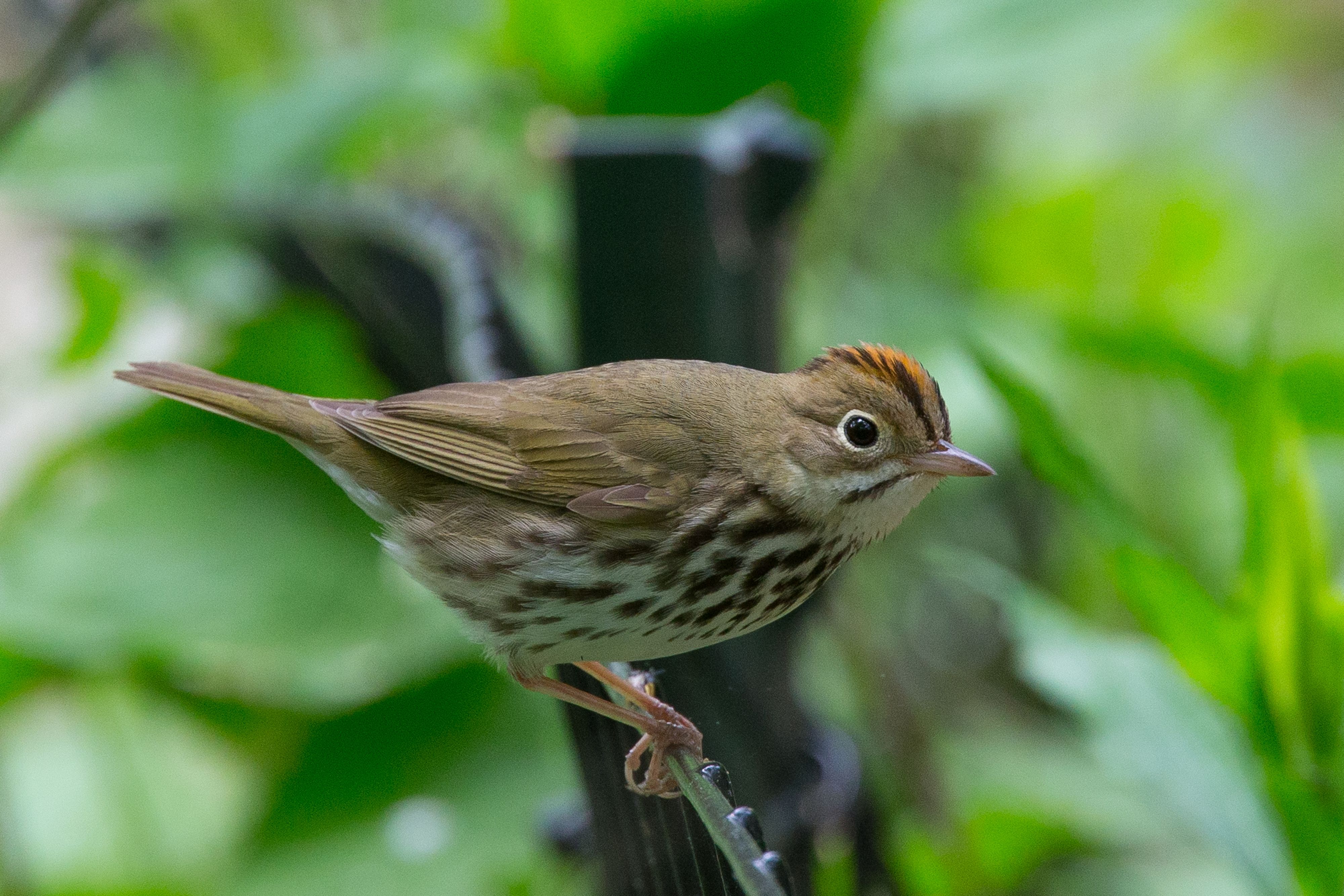 Ovenbird-2.jpg
