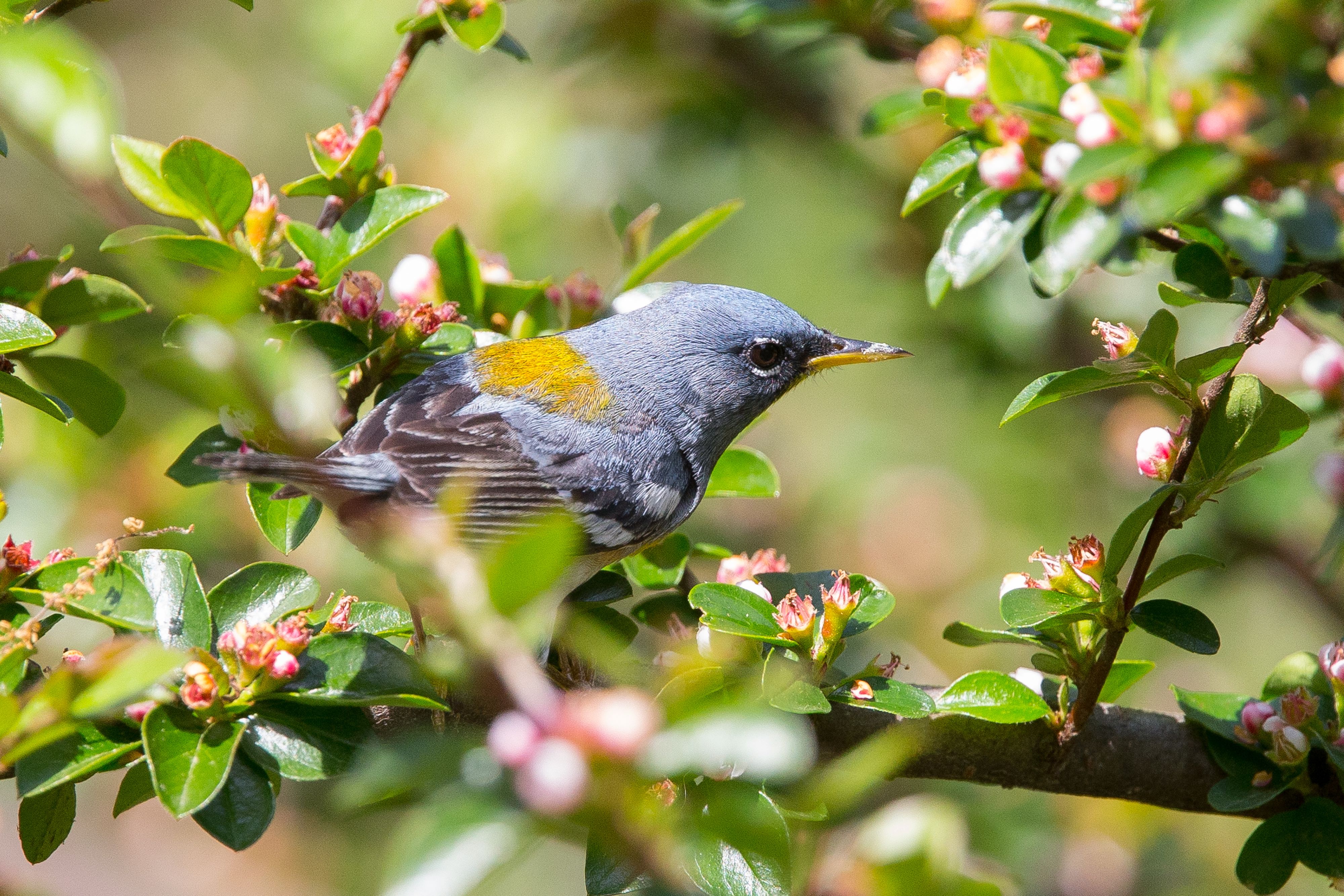 Northern Parula-6.jpg