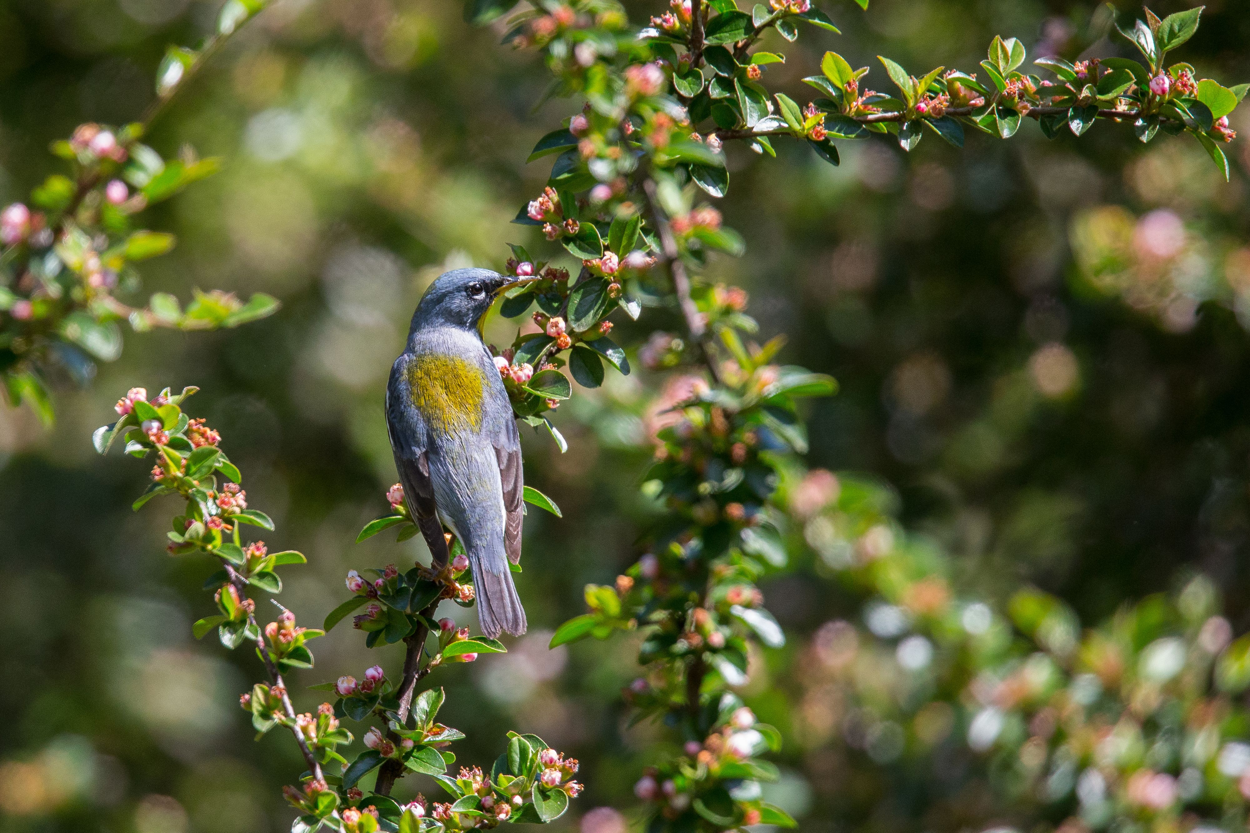 Northern Parula-8.jpg