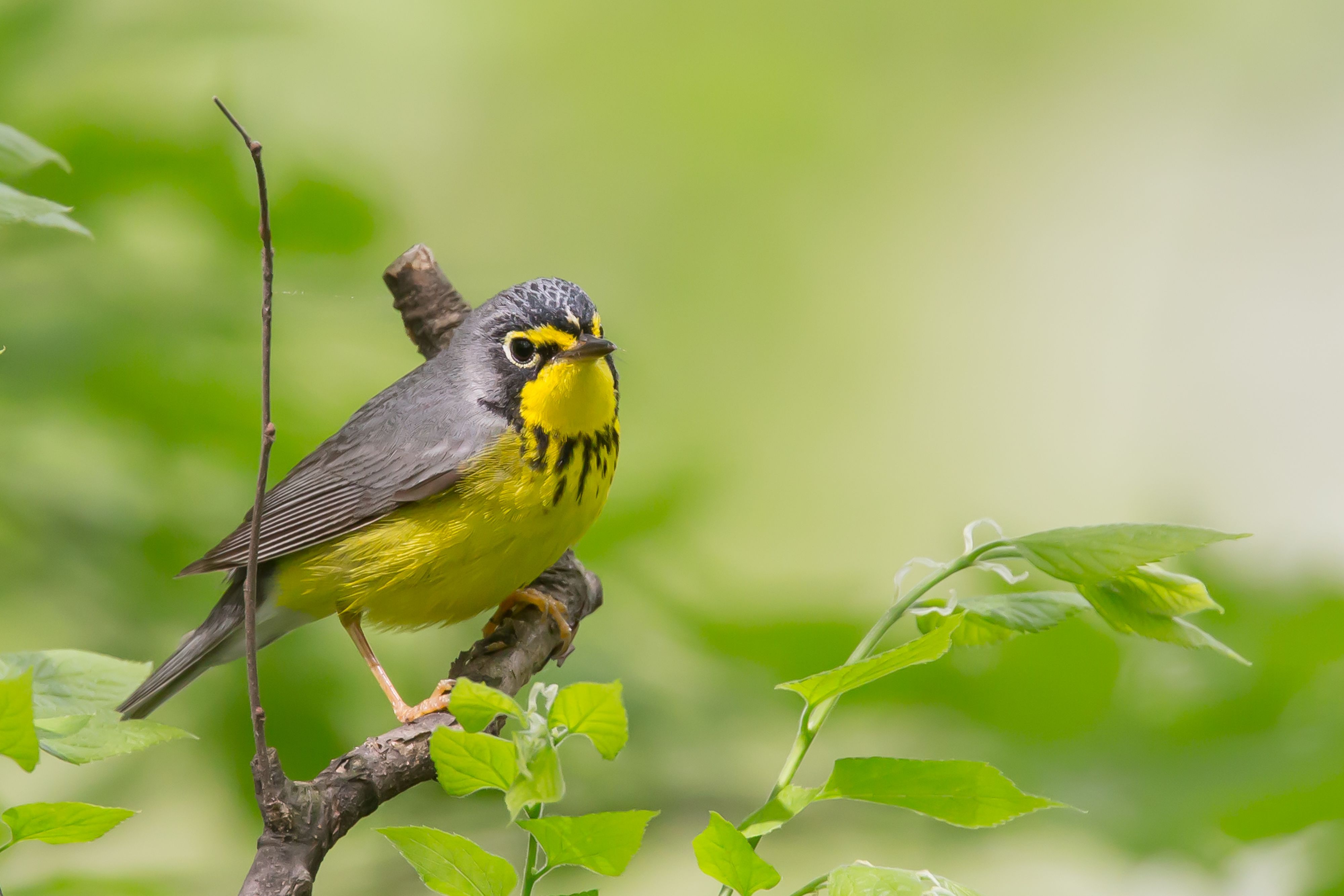 Canada Warbler-5.jpg