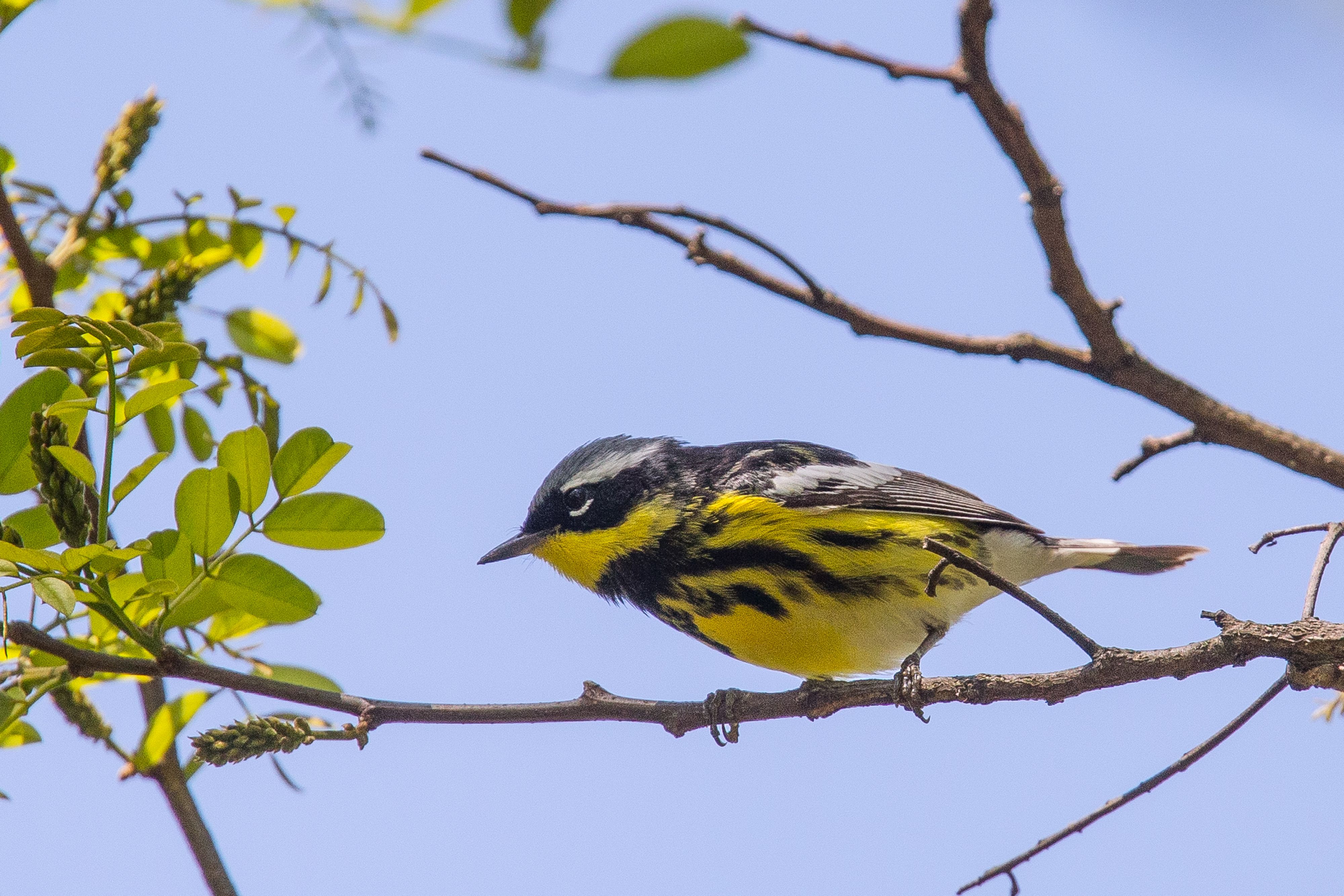 Magnolia Warbler-5.jpg