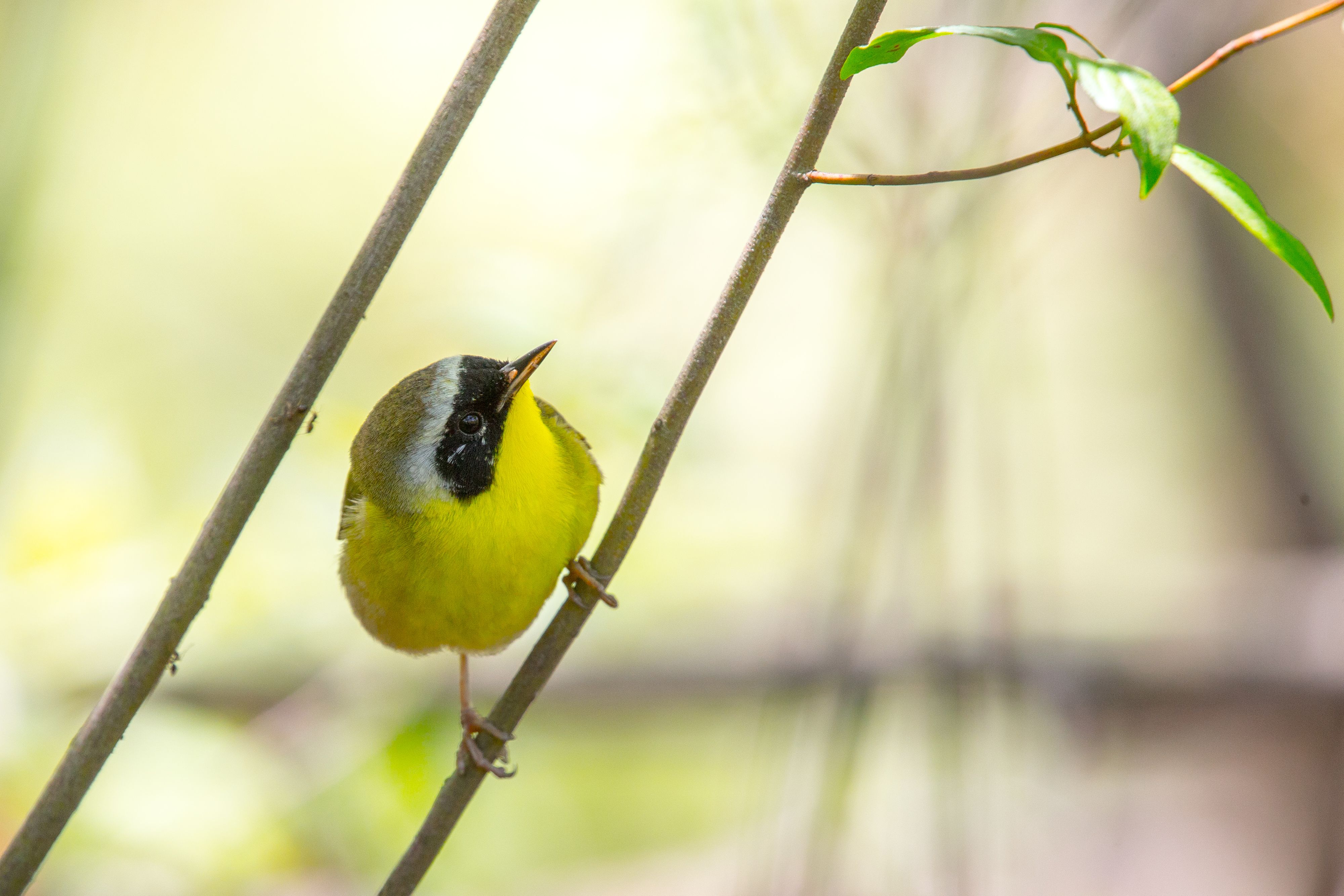 Common Yellowthroat-4.jpg