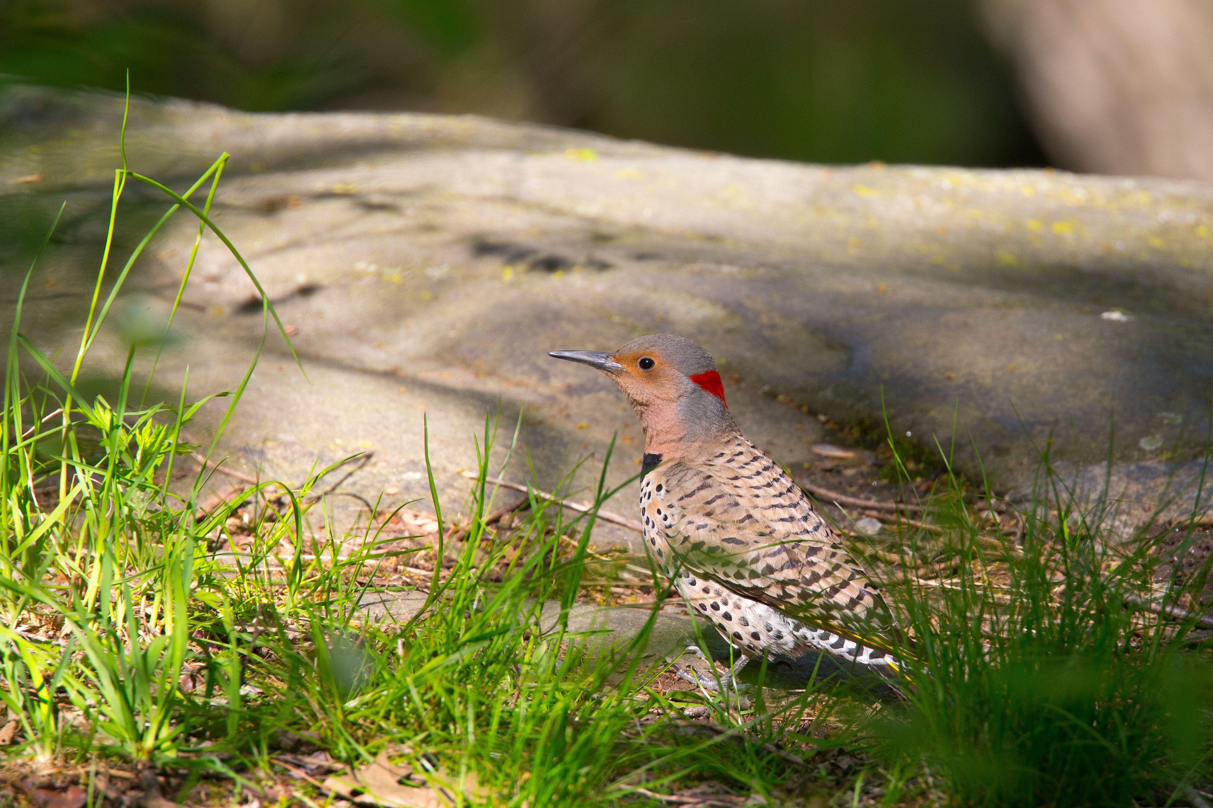 Northern Flicker-2.jpg